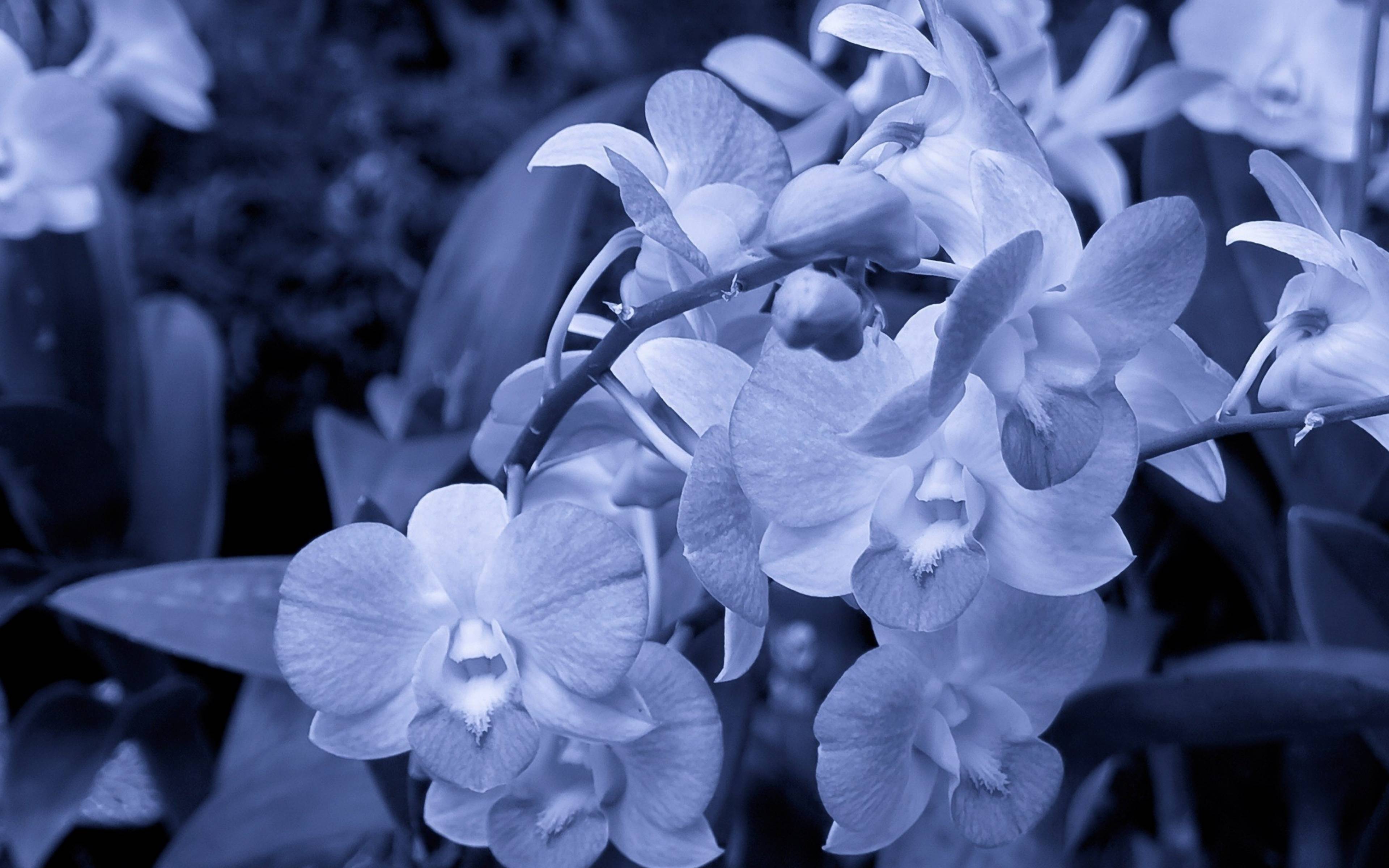 3840x2400 Orchid Flowers 4k HD 4k Wallpaper, Image, Background, Photo and Picture