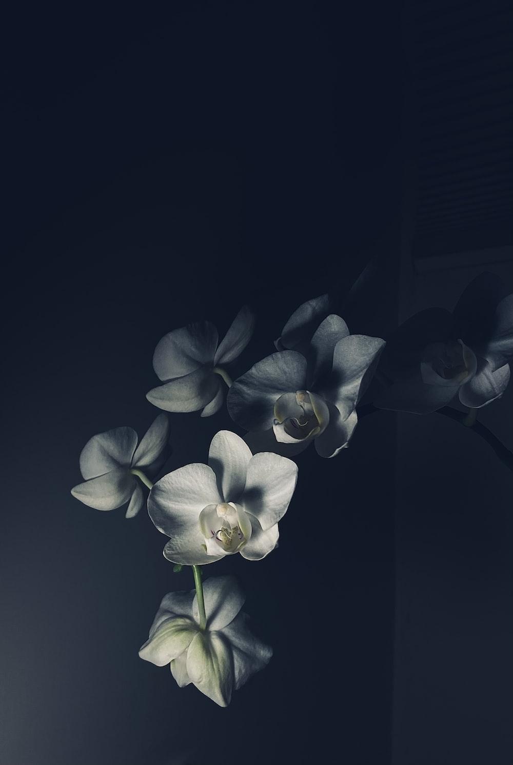 1000x1492 white and purple flower in black background photo
