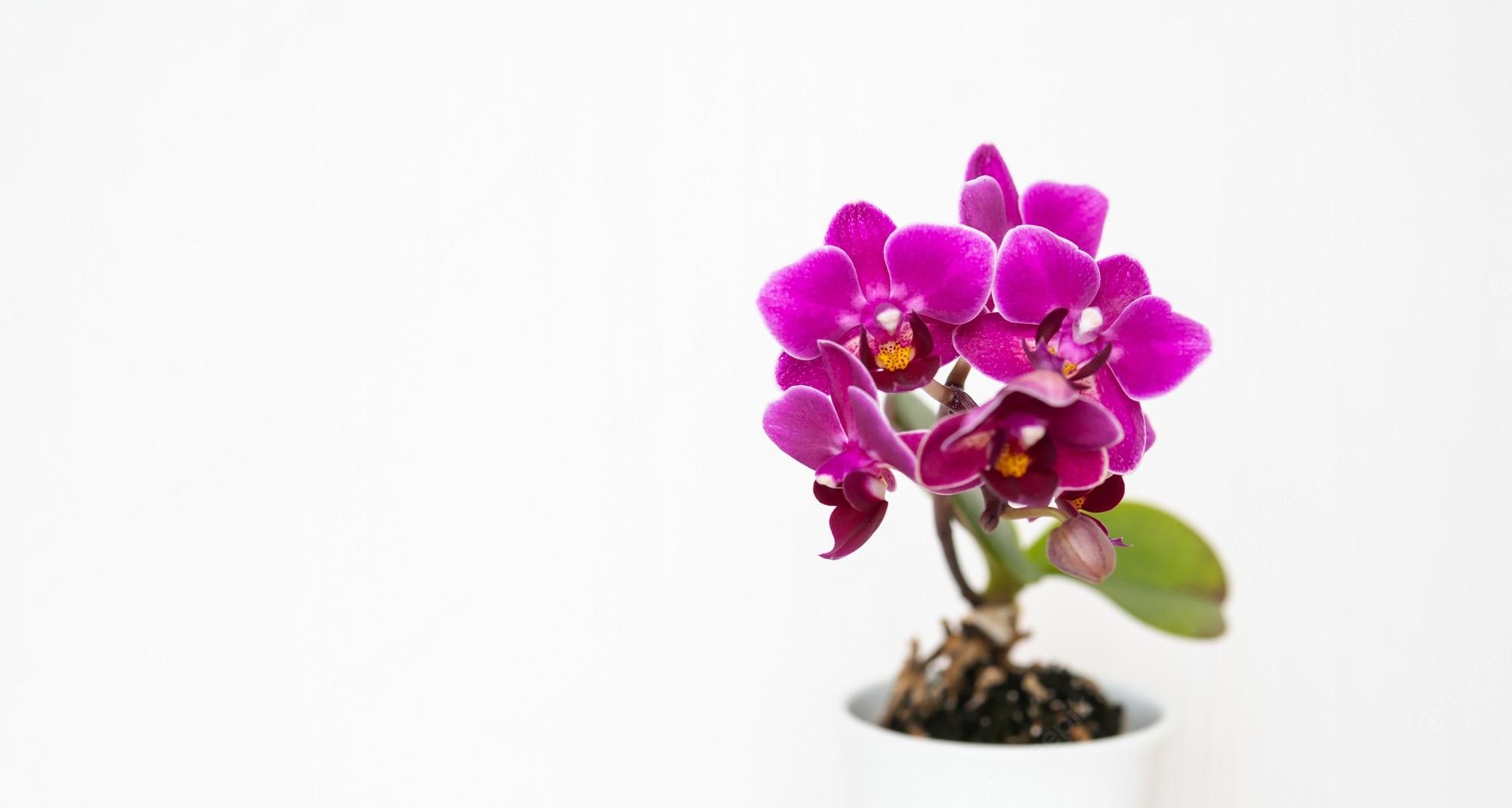 2000x1070 Purple orchid Image. Free Vectors, & PSD