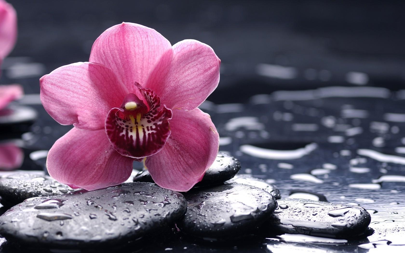 1680x1050 orchids, Purple, Flowers, Pebbles, Water Drops Wallpaper HD / Desktop and Mobile Background