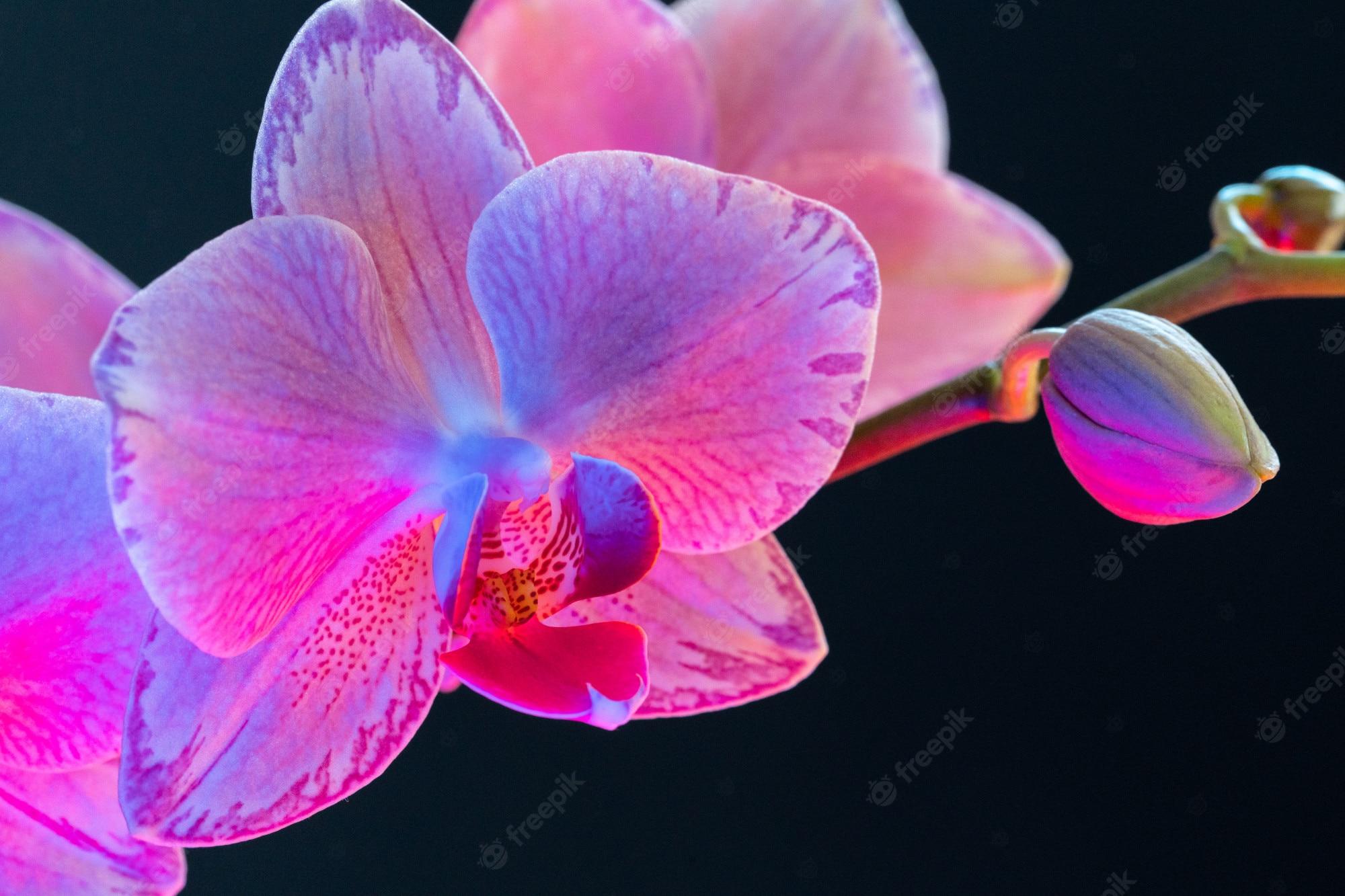 2000x1333 Premium Photo. Purple orchid branch on dark black background close up