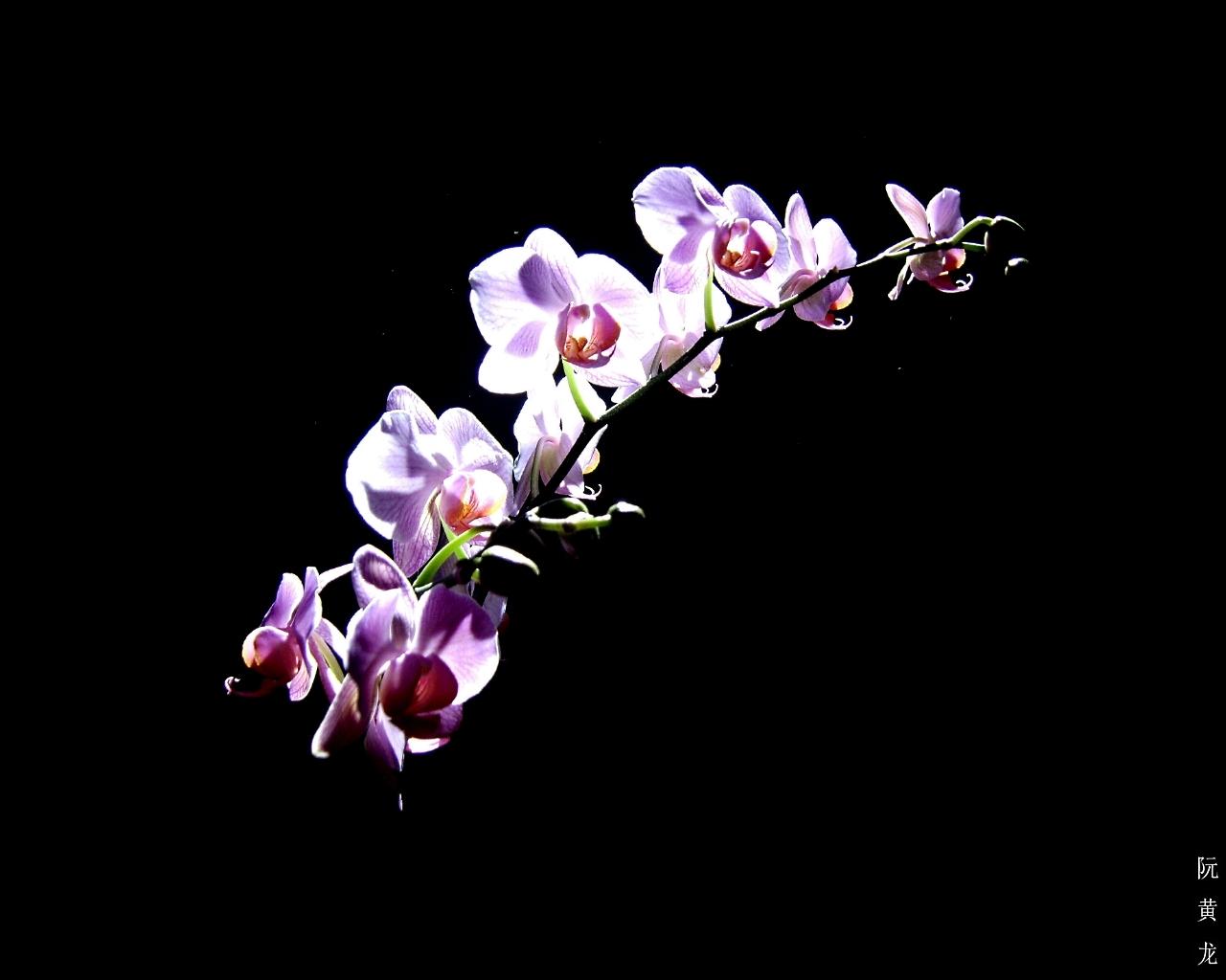 1280x1024 Free download Purple Orchid Wallpaper Nice Purple Orchid Flower HD [1280x1024] for your Desktop, Mobile & Tablet. Explore Black Orchid Wallpaper. Purple Orchid Wallpaper, Blue Orchid Wallpaper, Beautiful Orchids Wallpaper