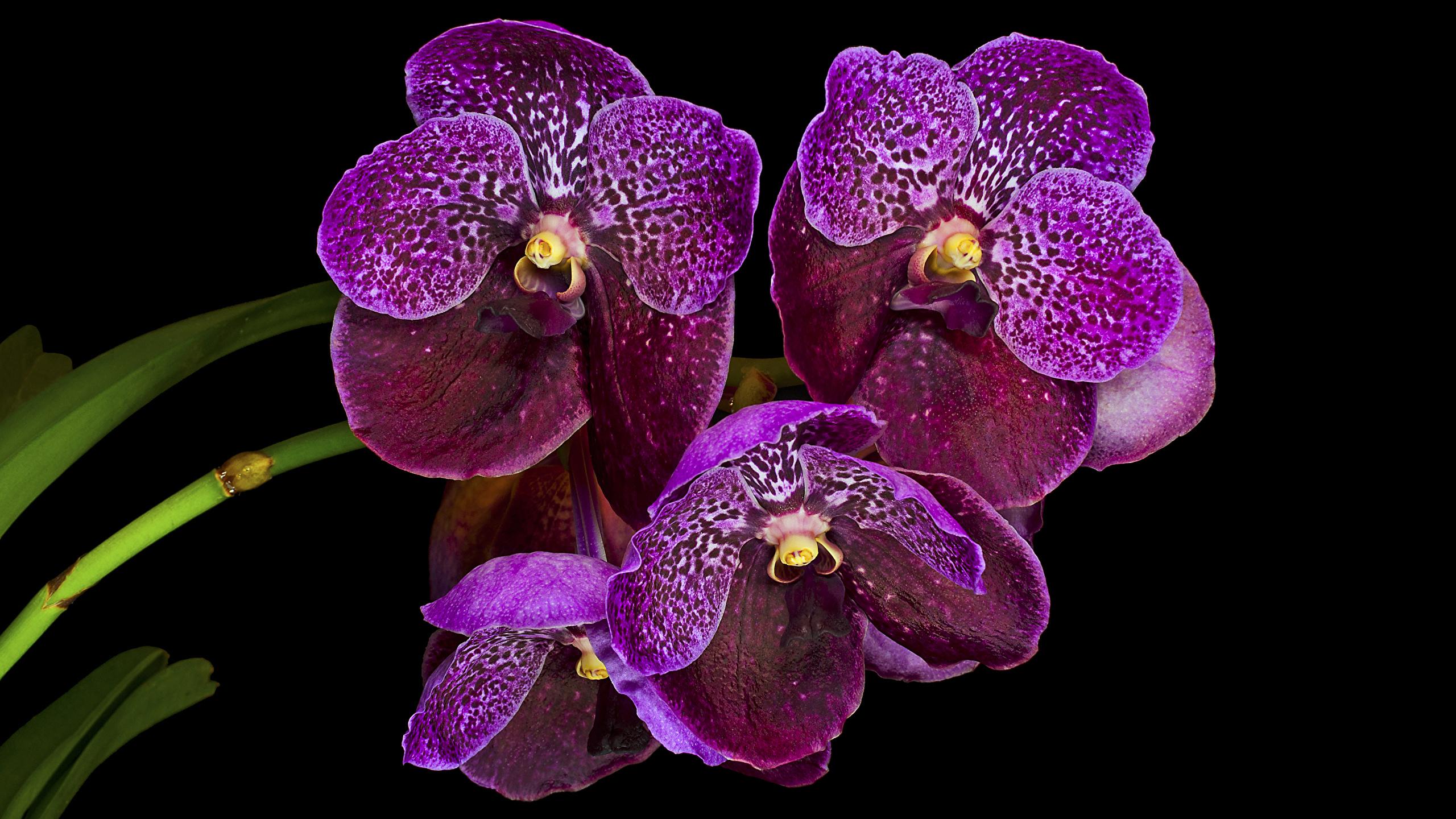2560x1440 Photos Violet orchids Flowers Closeup Black background 2560x1440