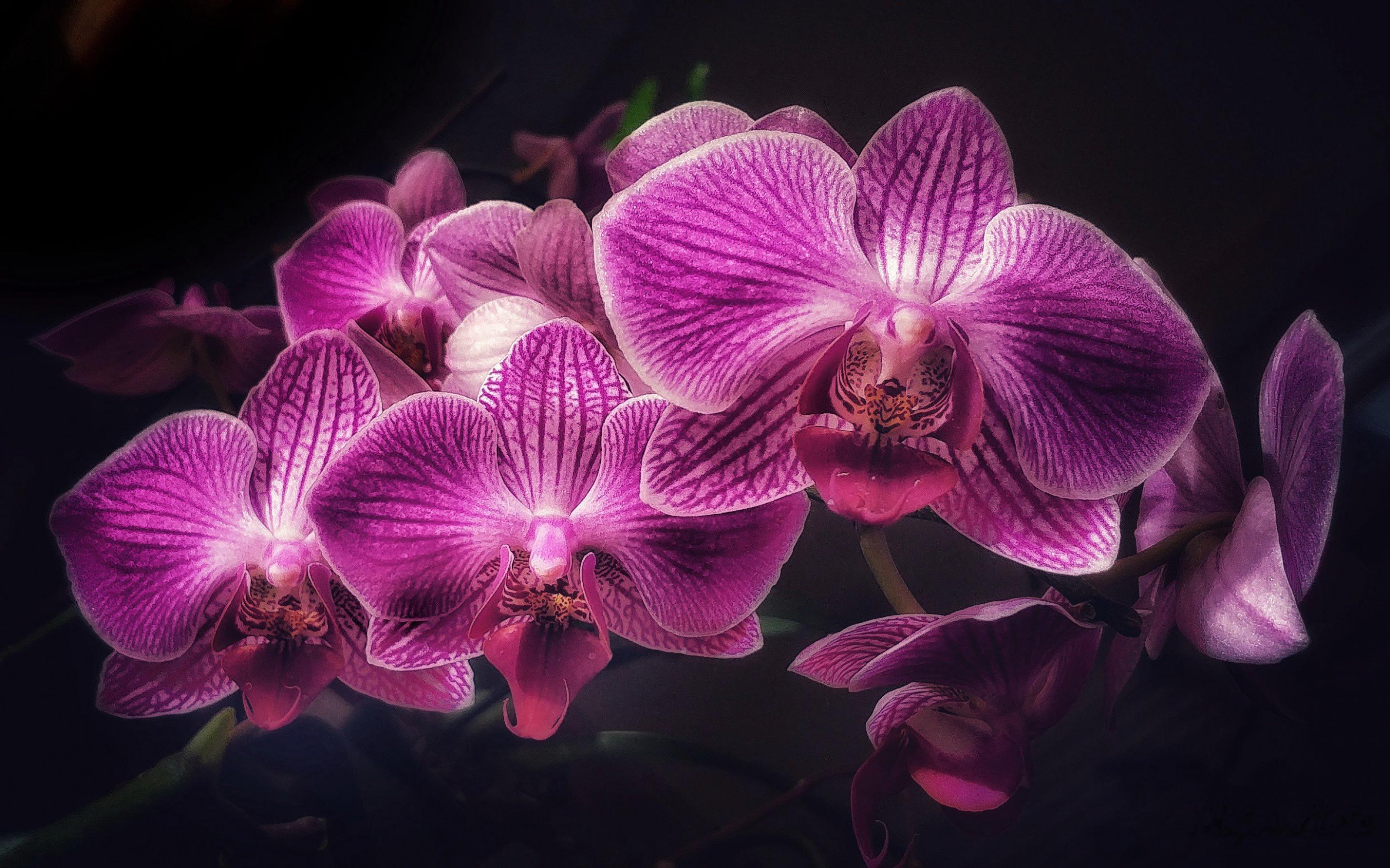 2880x1800 Download wallpaper purple orchids, orchid branch, tropical flowers, orchid on a black background, orchids for desktop with resolution 2880x1800. High Quality HD picture wallpaper