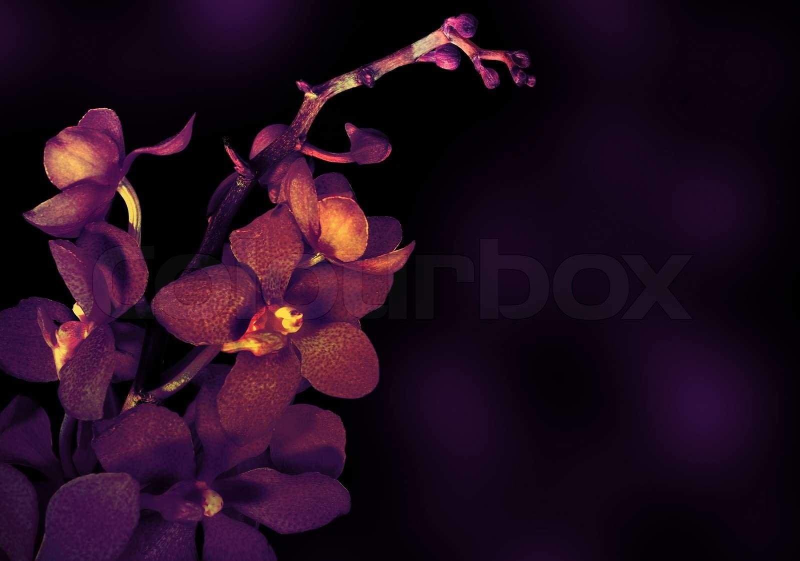 1600x1123 Beautiful purple orchid flower isolated on dark background