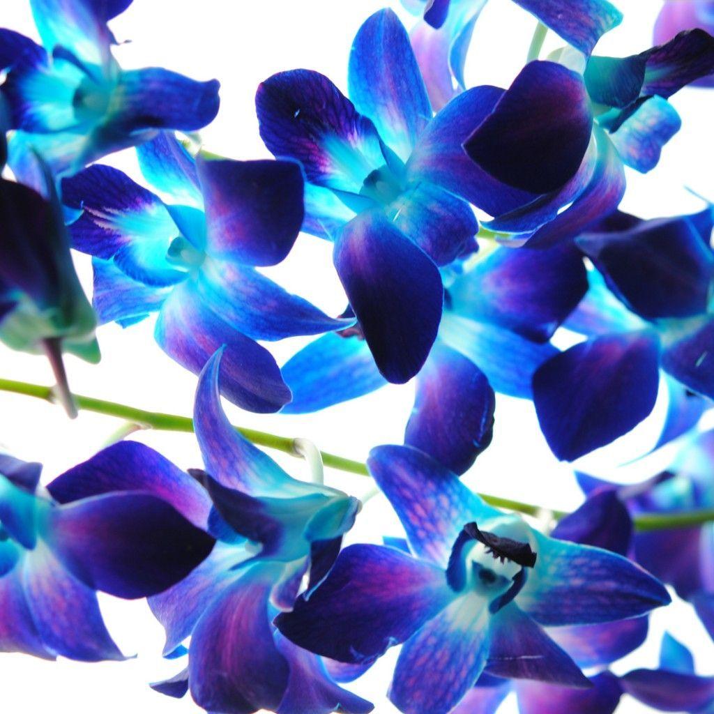 1024x1024 Blue and Purple Orchids Wallpaper