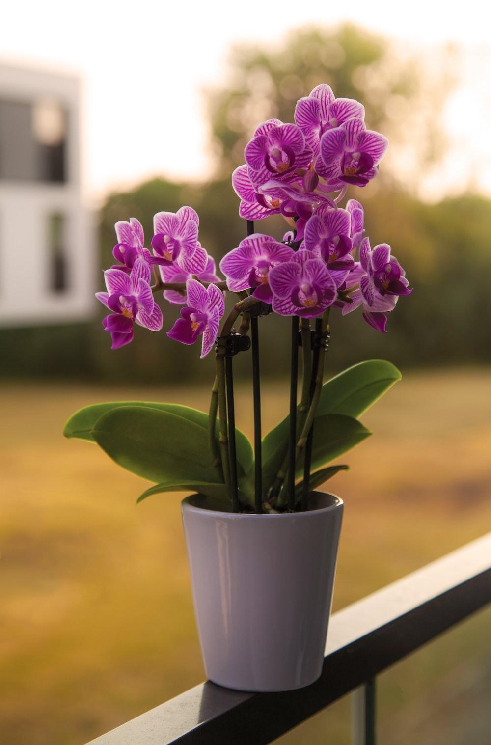 1000x1517 Purple Orchid Picture. Download Free Image