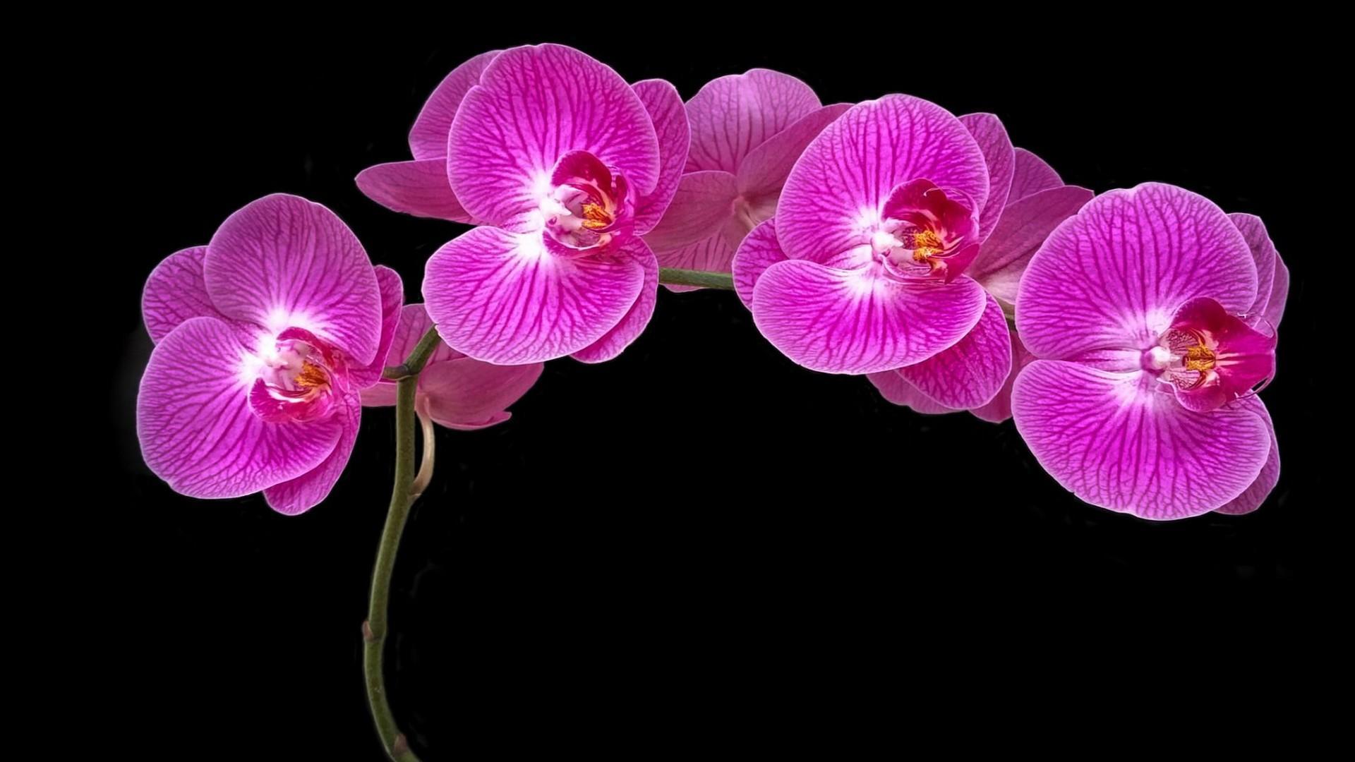 1920x1080 Orchid Wallpaper APK for Android Download
