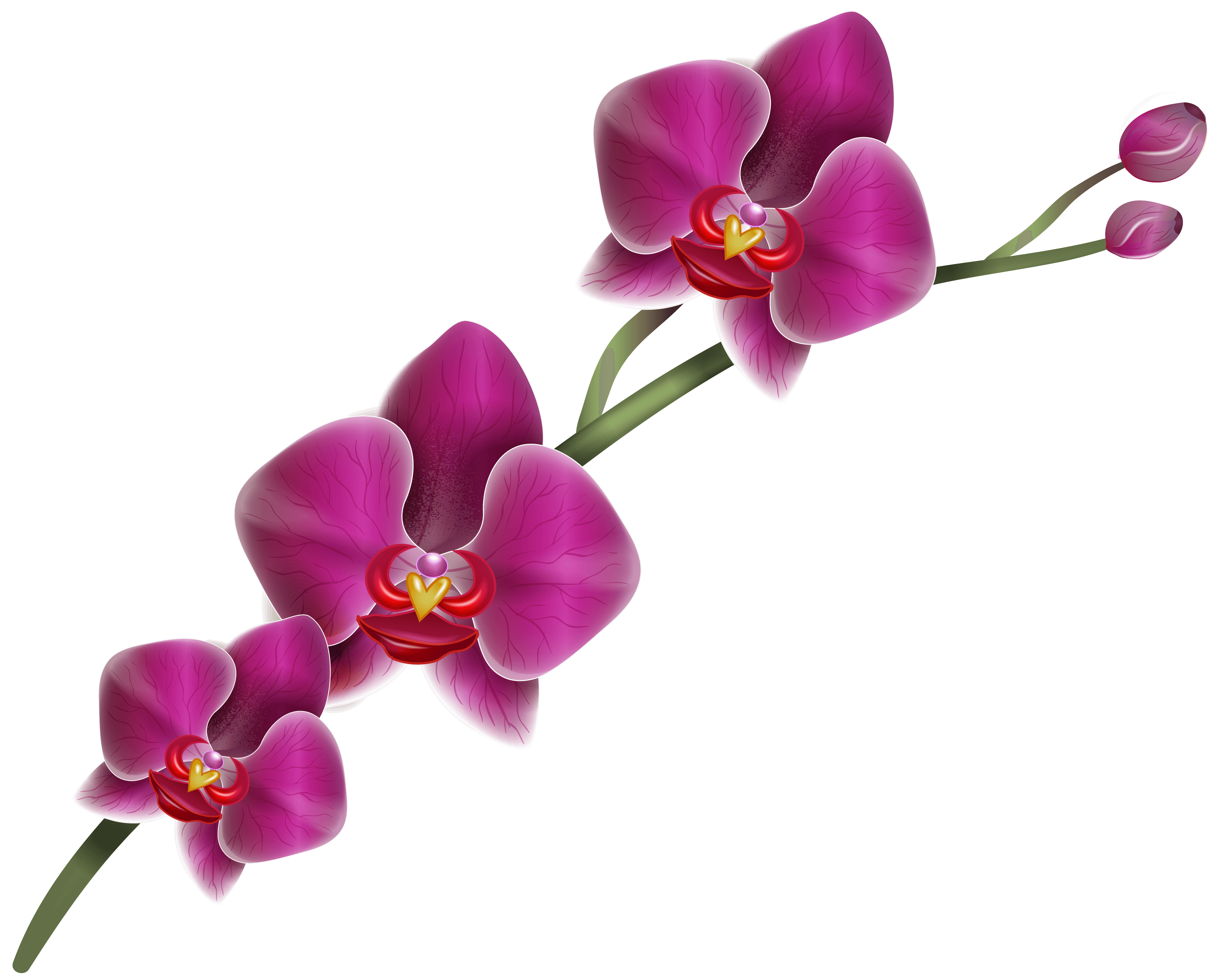 5067x4066 Free Purple Orchid Png, Download Free Purple Orchid Png png image, Free ClipArts on Clipart Library
