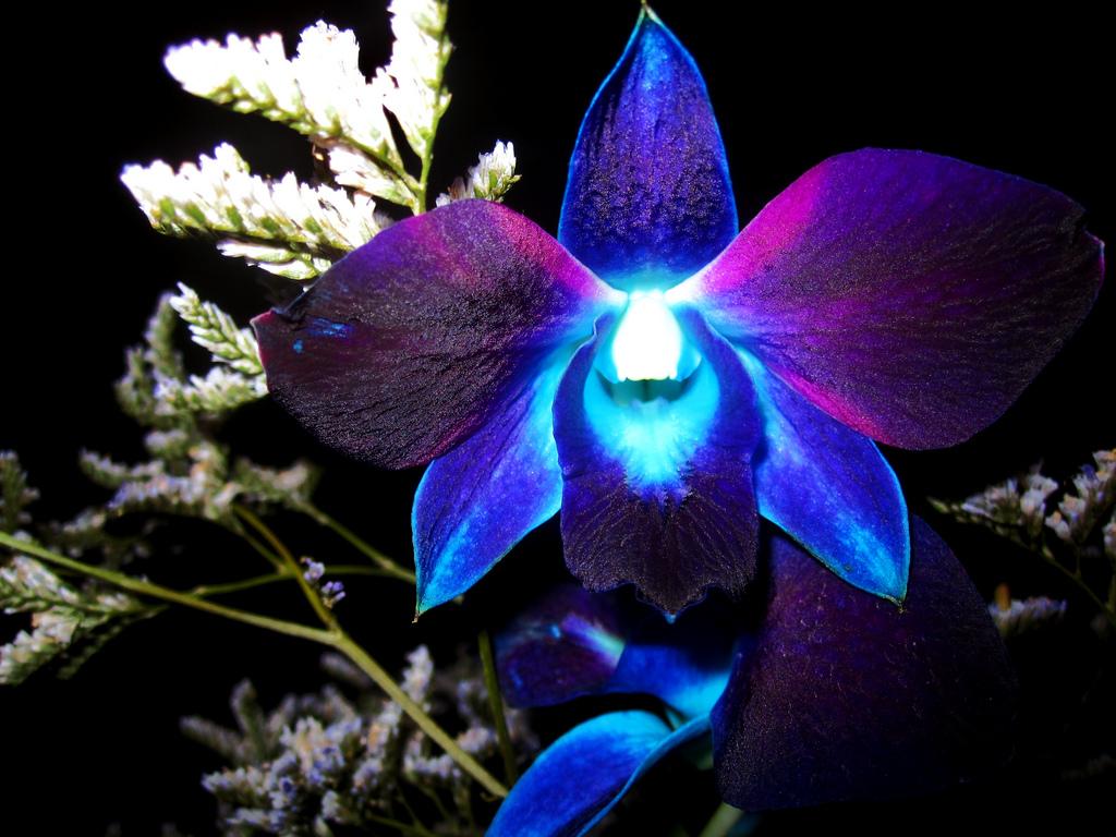 1024x768 Free download orchid wallpaperorchid wallpaperorchid wallpaper for wallsorchid [1024x768] for your Desktop, Mobile & Tablet. Explore Orchid Wallpaper. Purple Orchid Wallpaper, Blue Orchid Wallpaper, Beautiful Orchids Wallpaper