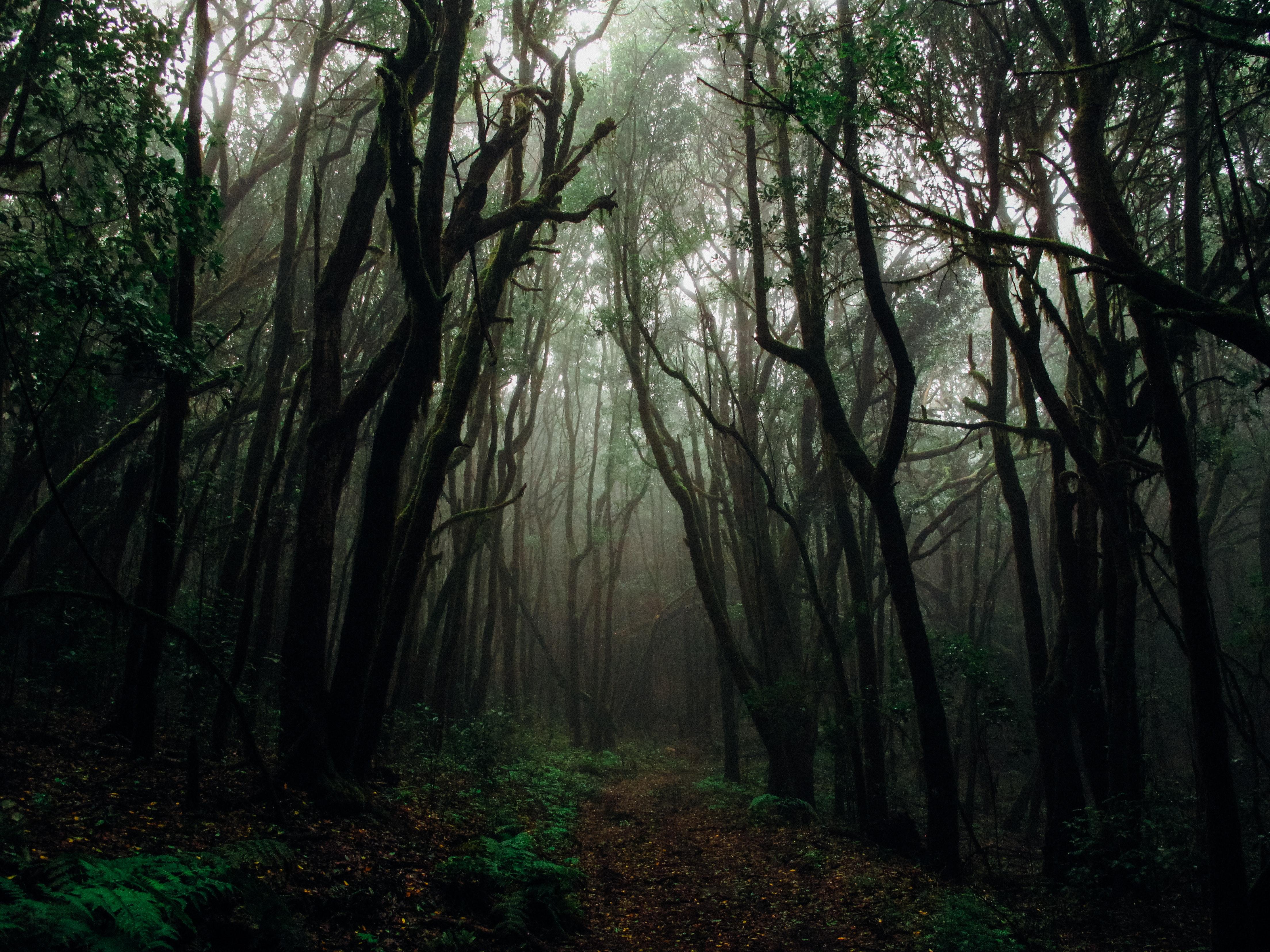 4416x3312 Gloomy Photo, Download Free Gloomy & HD Image