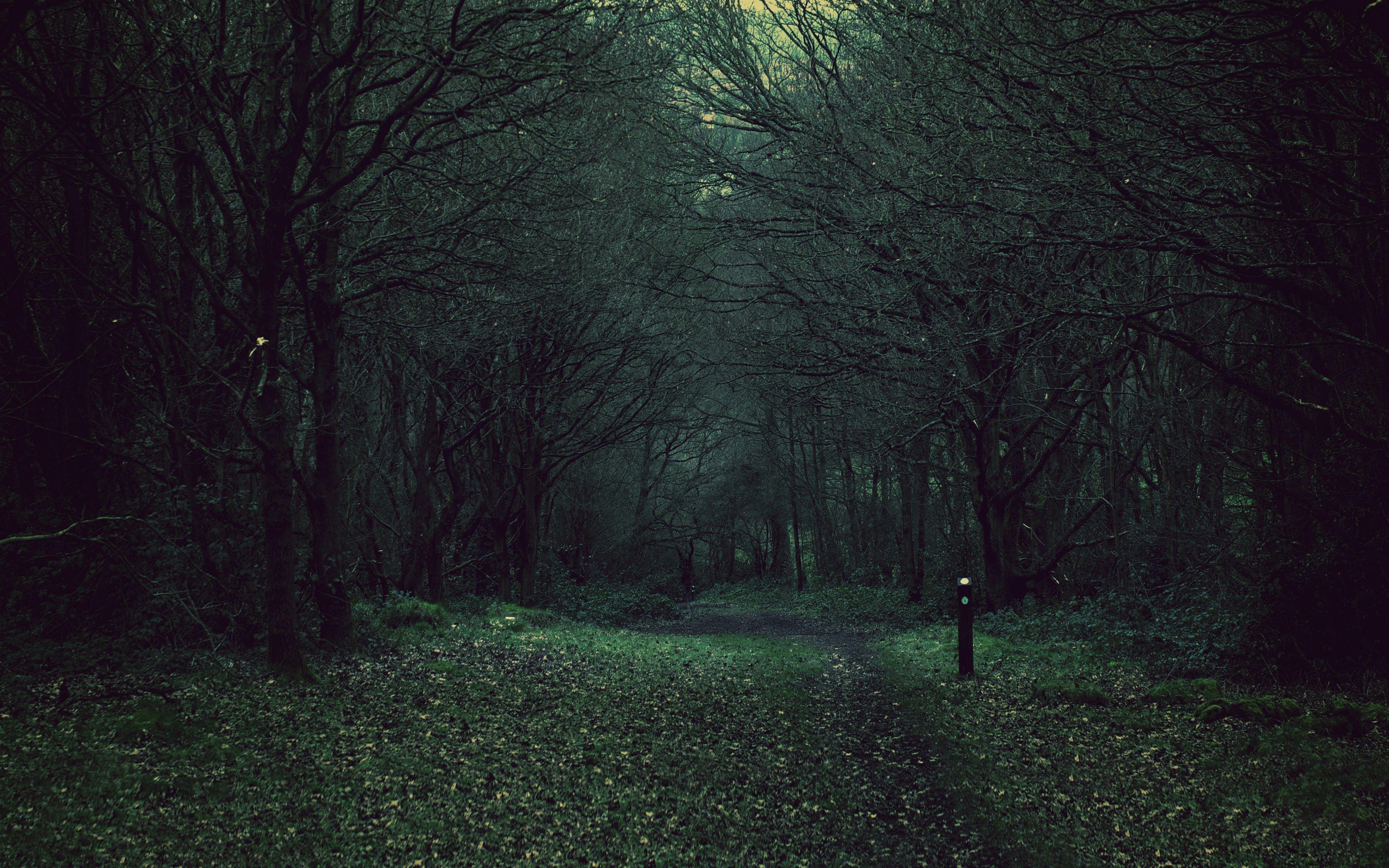 3840x2400 Download wallpaper 3840x2400 forest, trees, gloomy, foliage, fallen 4k ultra HD 16:10 HD background