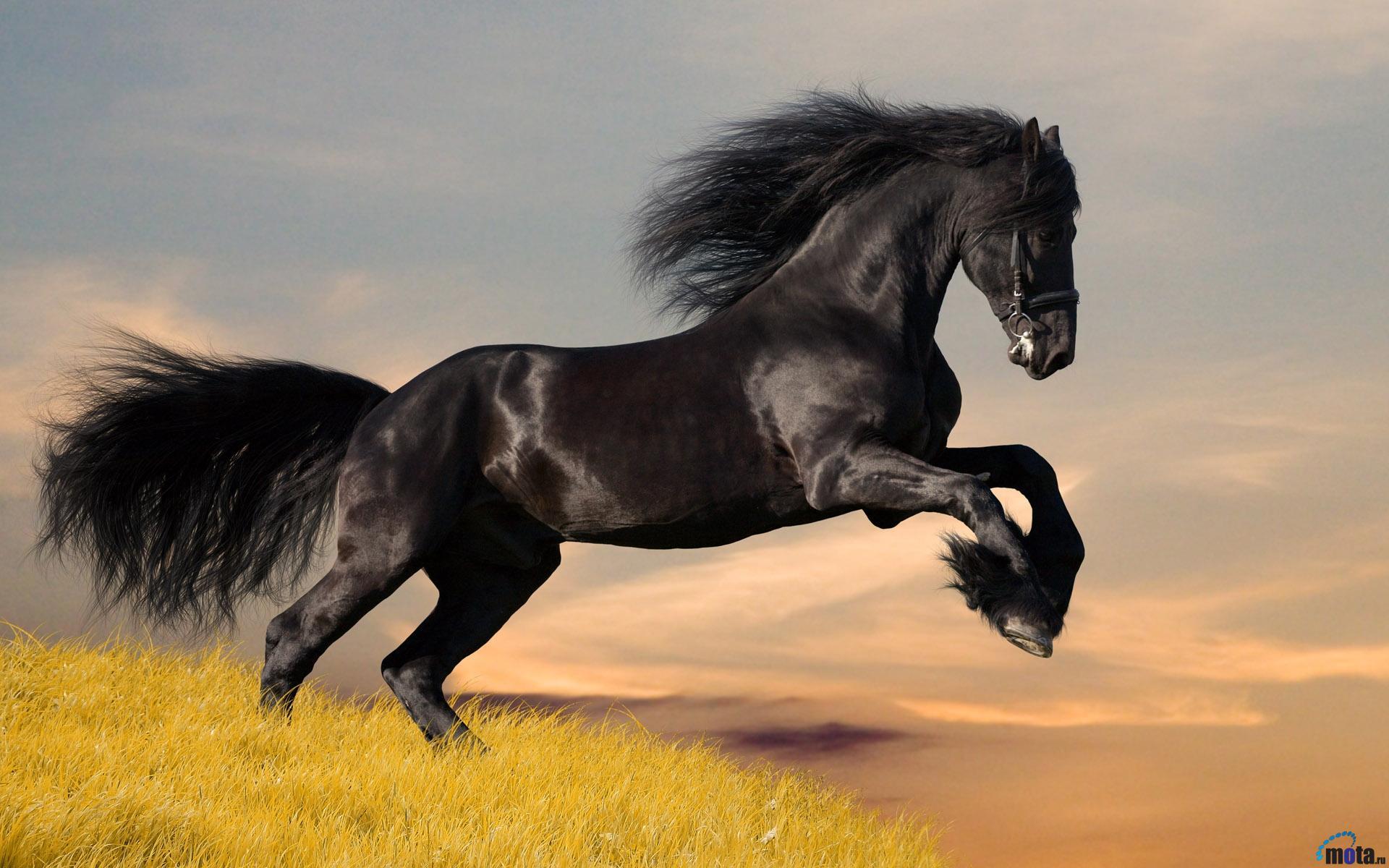 1920x1200 Friesian