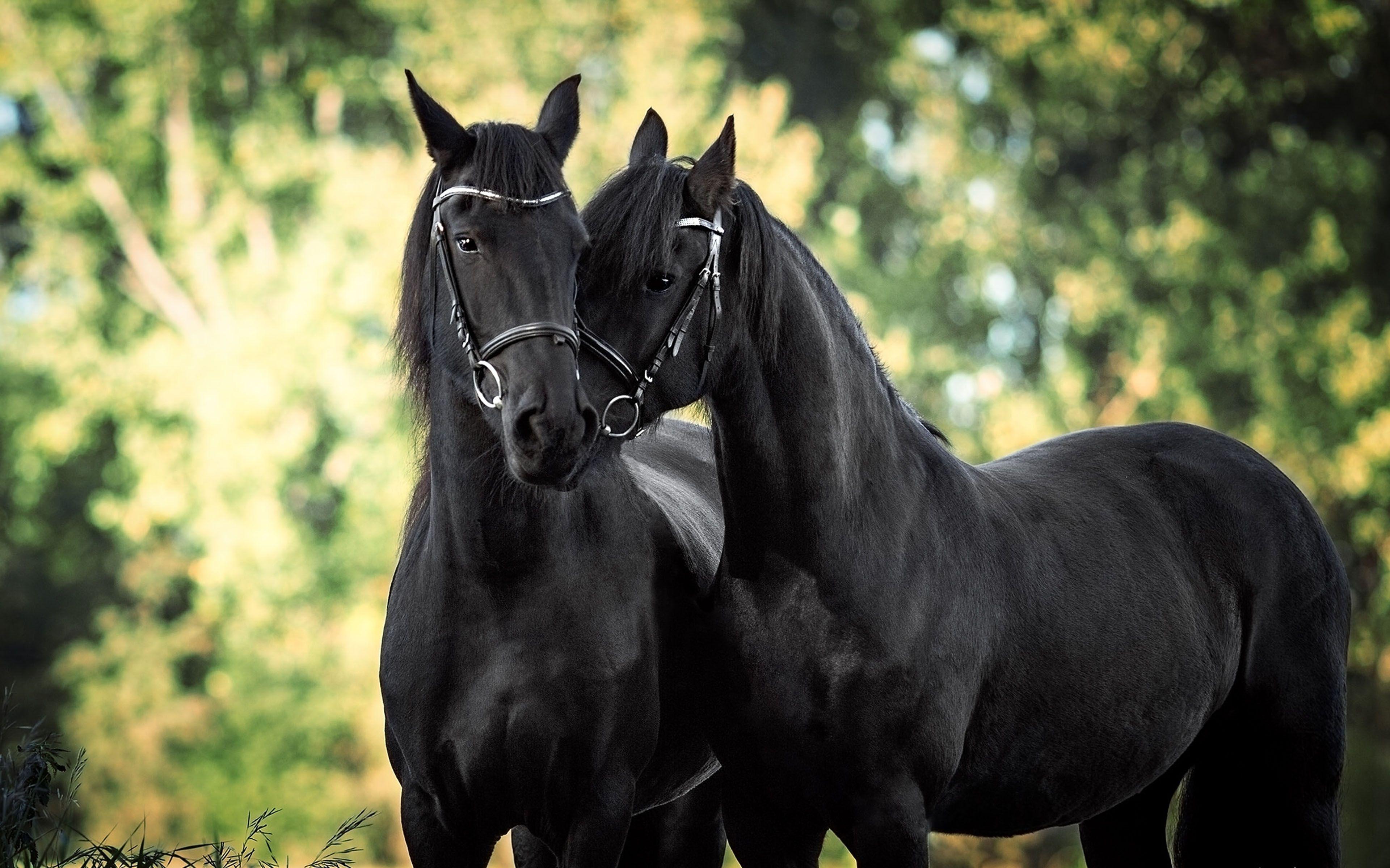 3840x2400 Beautiful Horse Desktop Wallpaper