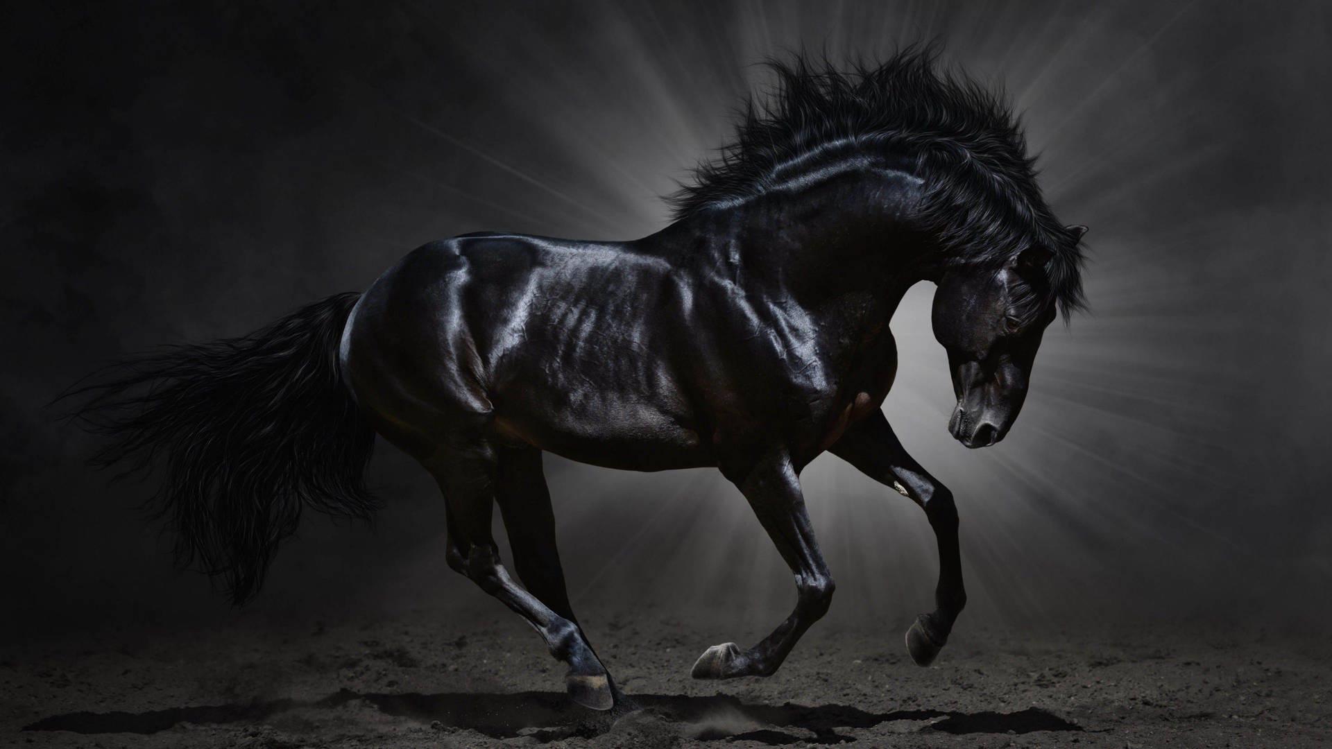 1920x1080 Download Black Horse Animal Wallpaper