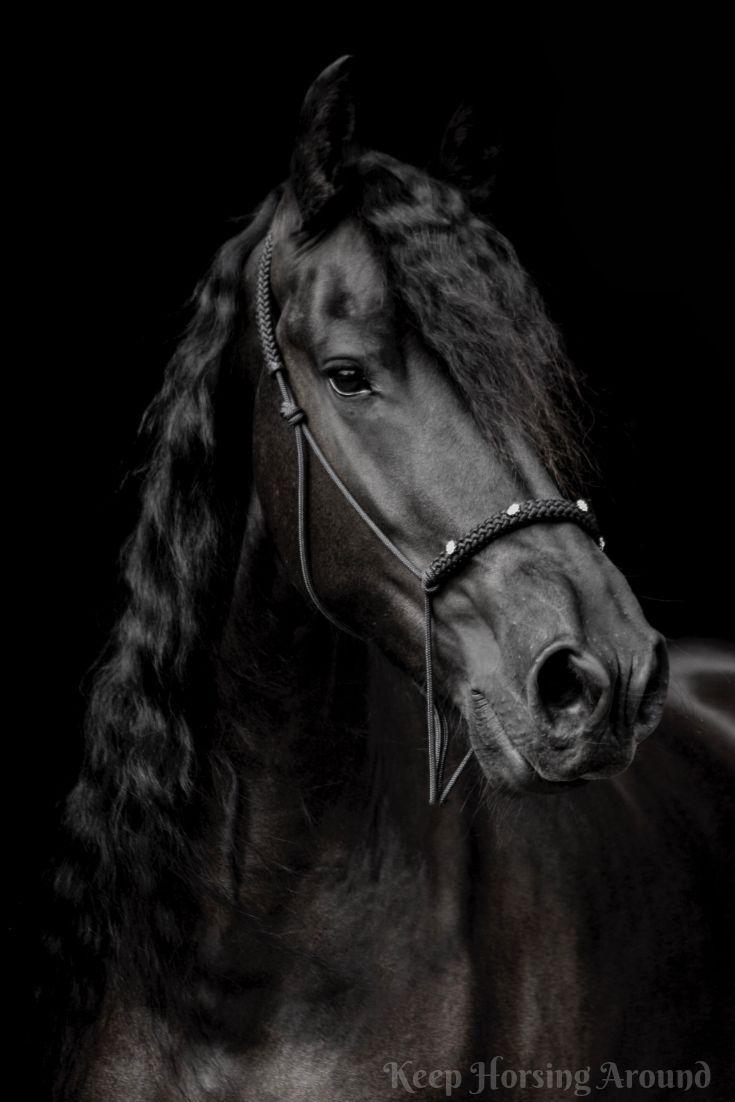 735x1102 Horse Photohoot Black Photo, Horse photography, equestrian, dream horse, black horse. Black horses, Horses, Friesian horse
