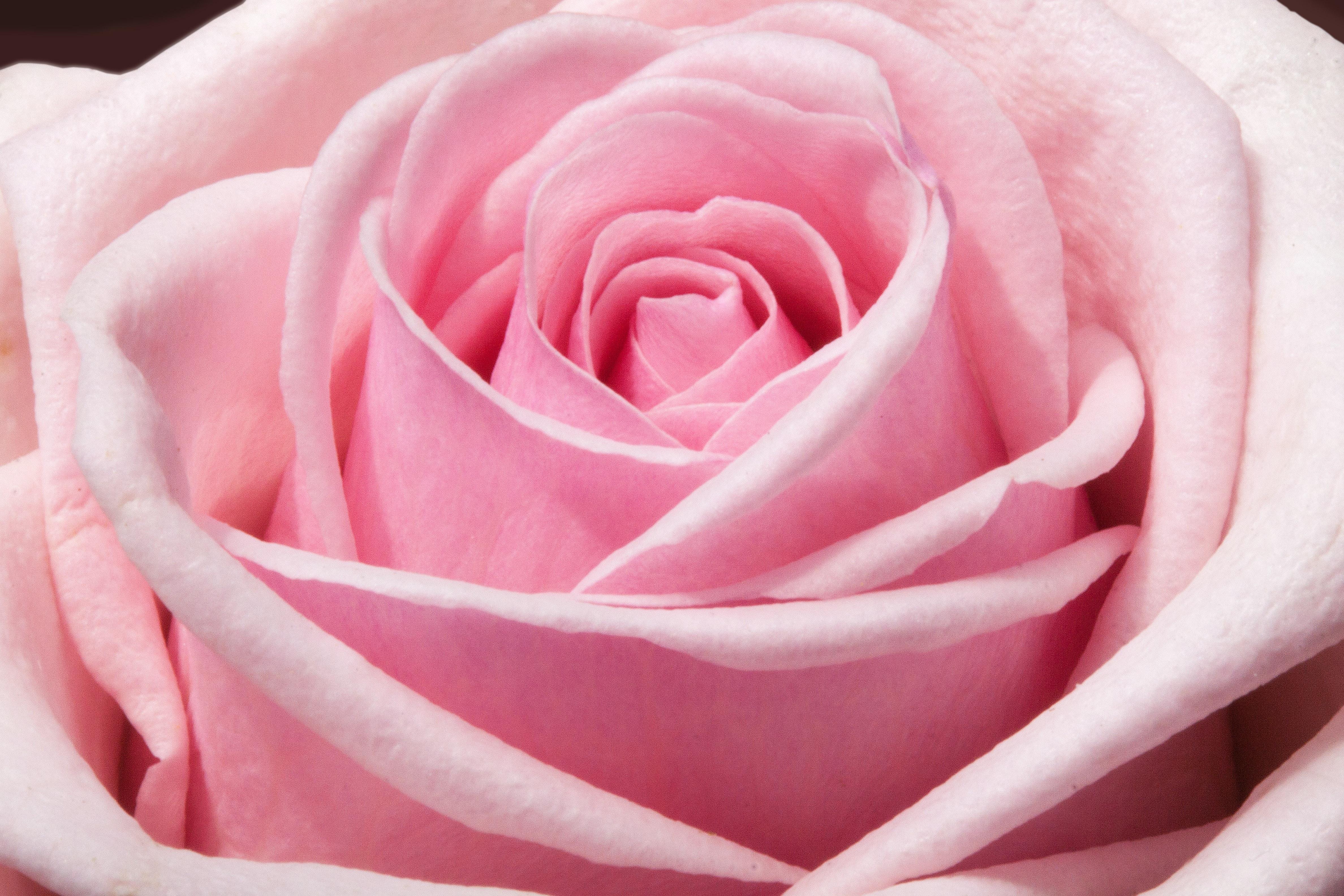 4752x3168 Best Rose Wallpaper Photo · 100% Free Downloads