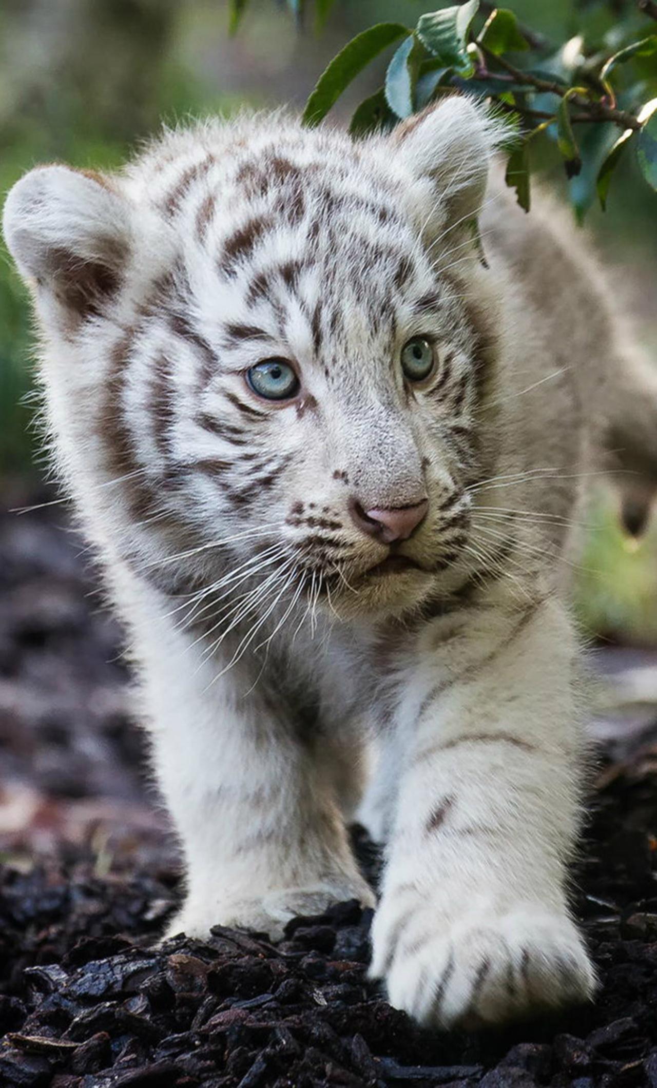 1280x2120 Cute Cub Bengal White Tiger iPhone HD 4k Wallpaper, Image, Background, Photo and Picture