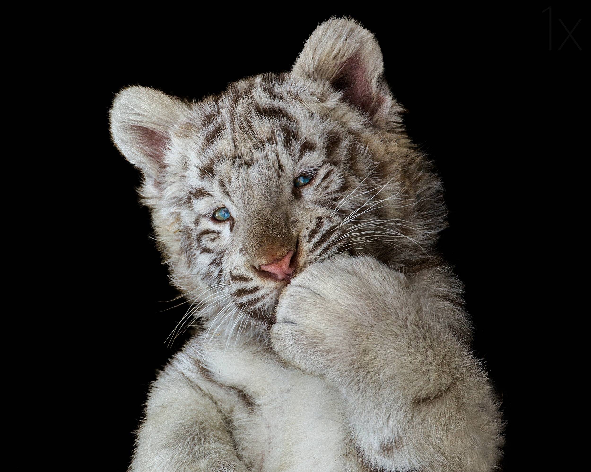 2500x1997 Cute White Tiger Cub, HD Animals, 4k Wallpaper, Image, Background, Photo and Picture