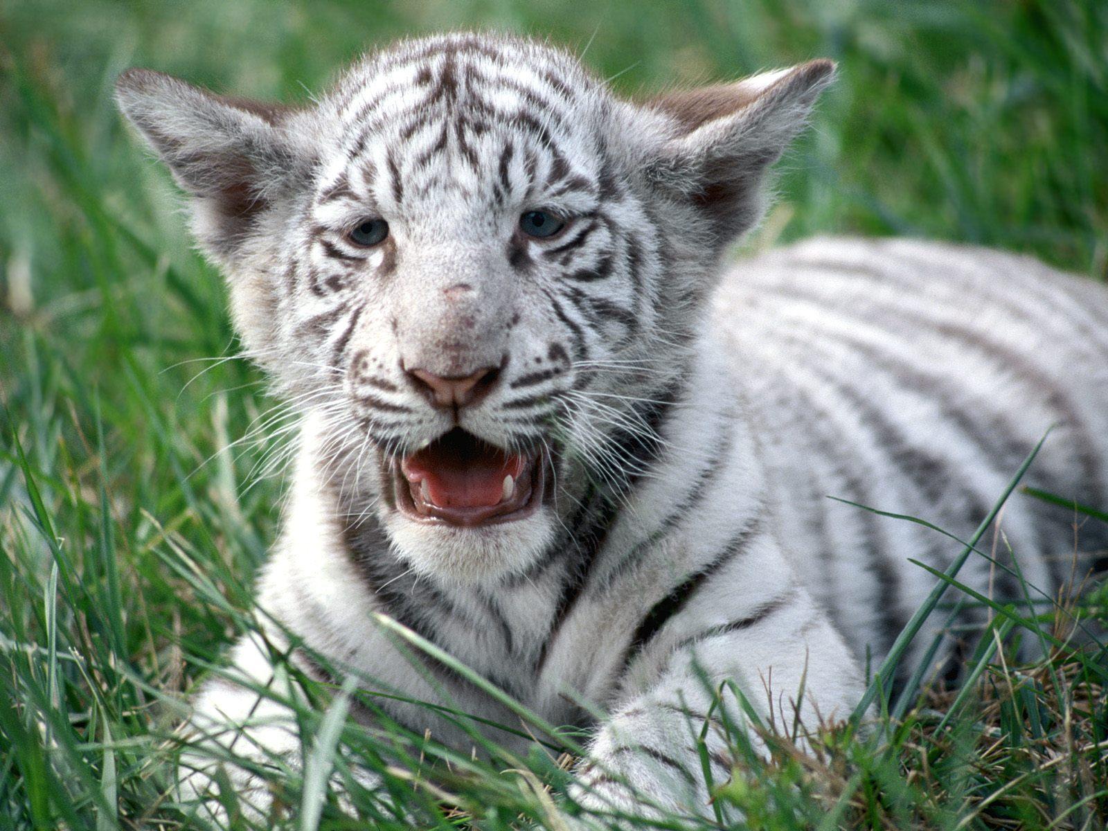1600x1200 white tiger cub