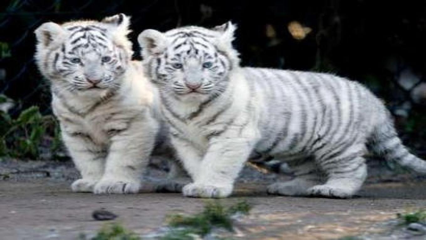 1360x768 Free download TIGER WALLPAPERS White Tiger Cub Wallpaper [1360x768] for your Desktop, Mobile & Tablet. Explore White Tiger Cubs Wallpaper. Tiger Wallpaper HD, Cubs Win Wallpaper, Tigers Wallpaper for Desktop