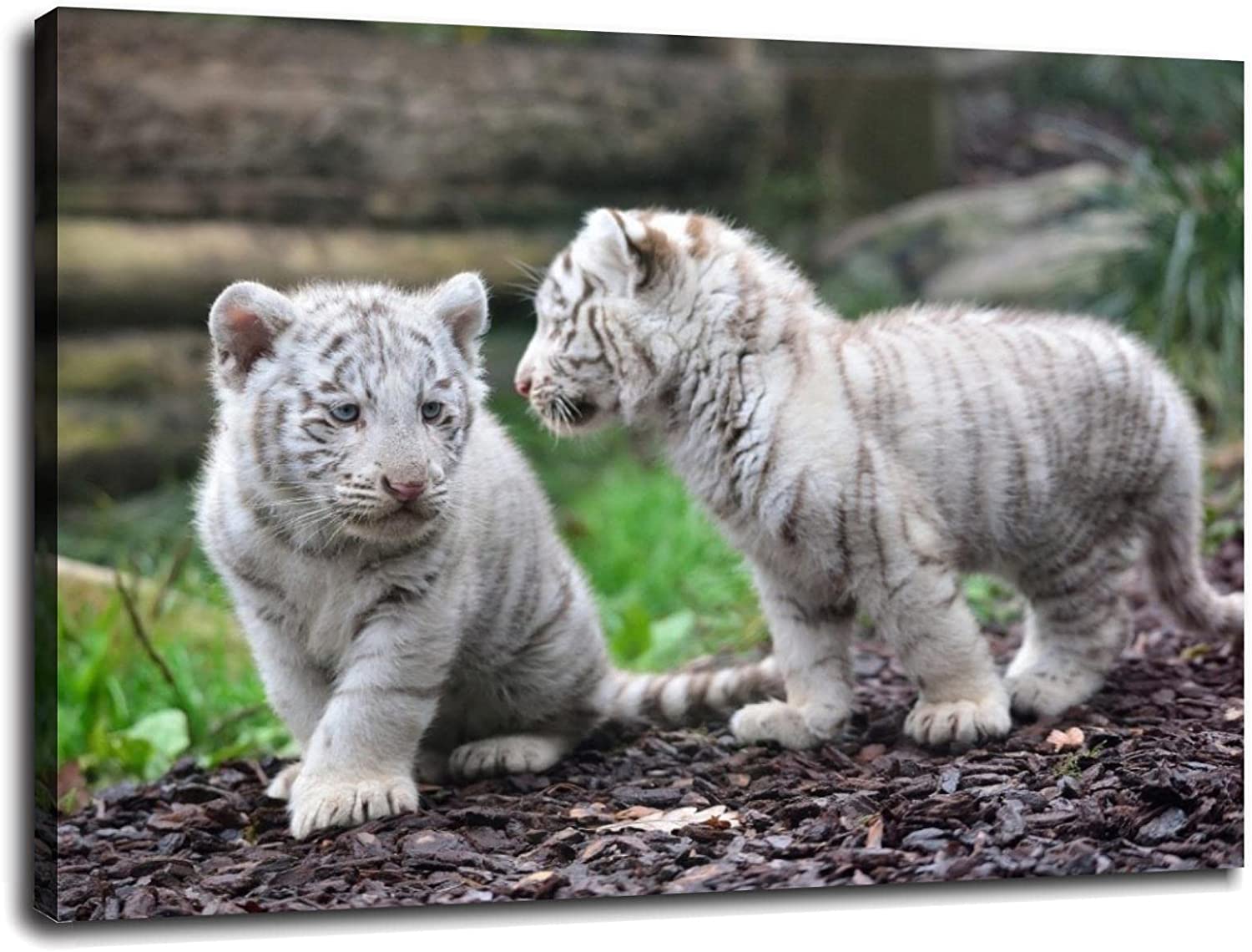 White Tiger Cubs Wallpapers - Top Free White Tiger Cubs Backgrounds ...