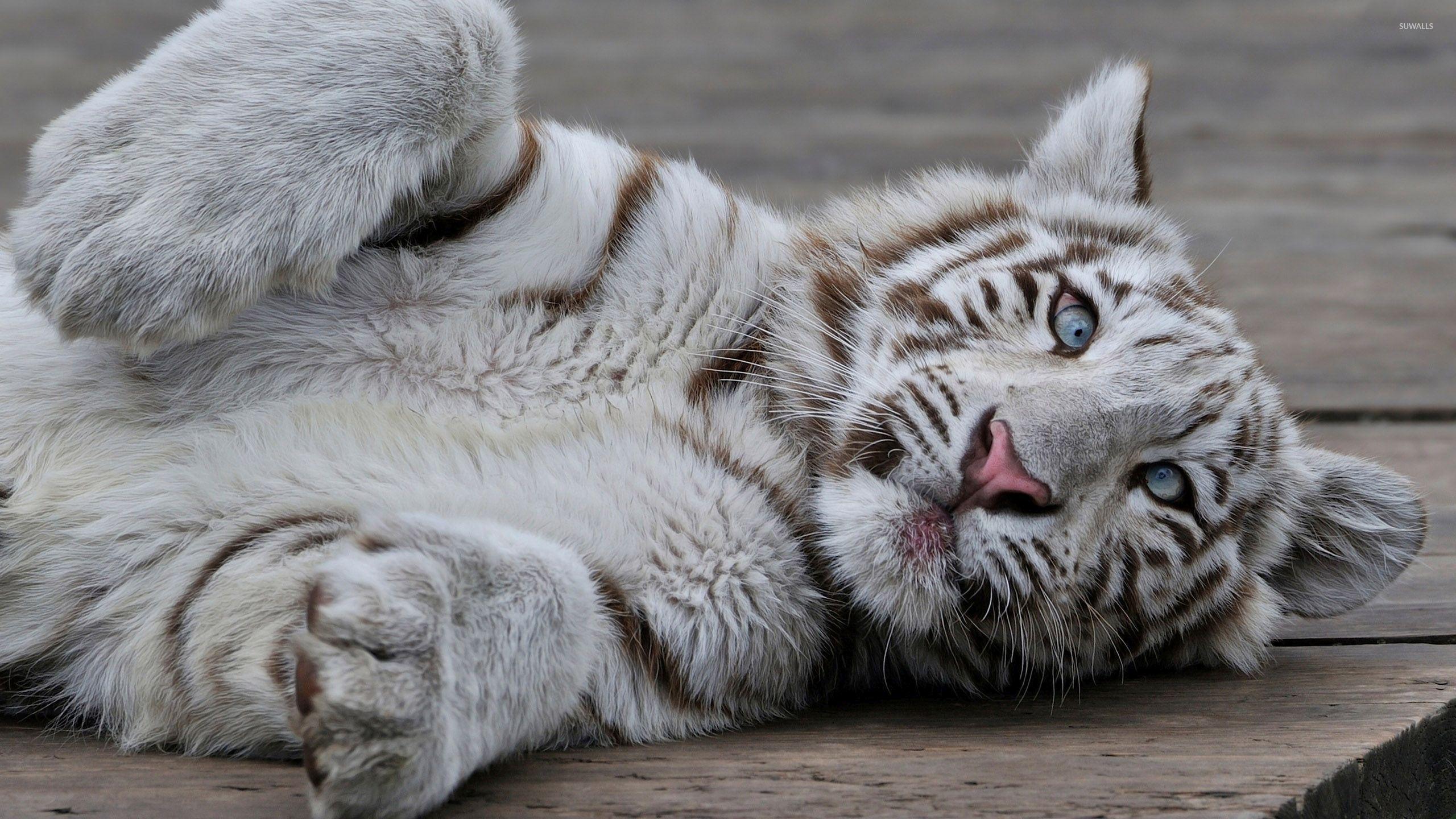 2560x1440 White Tiger cub o wooden floor wallpaper wallpaper