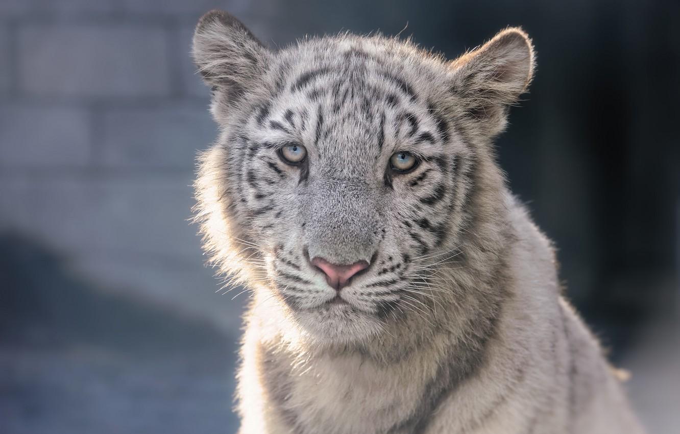 1332x850 Wallpaper face, cub, kitty, white tiger, tiger image for desktop, section кошки