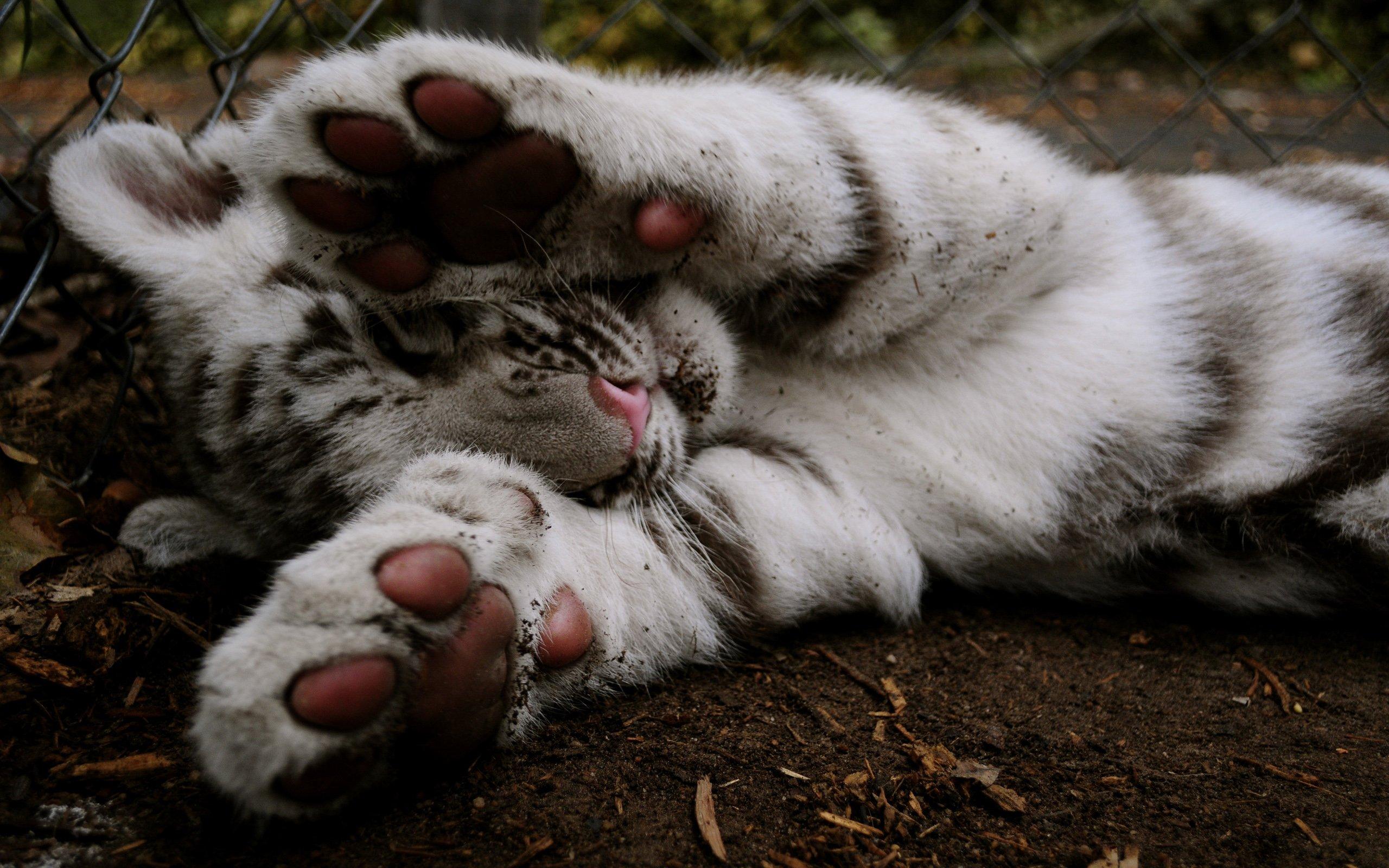 2560x1600 baby, White, Tiger Wallpaper HD / Desktop and Mobile Background