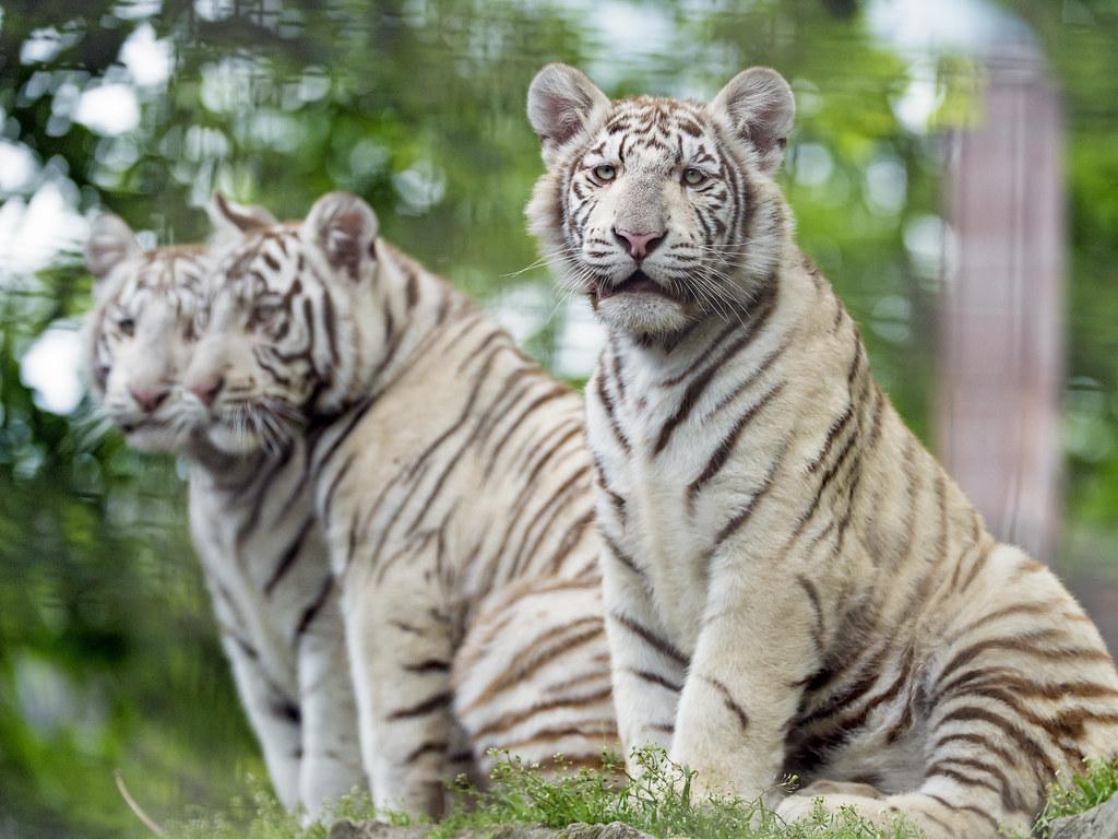 1024x768 White tiger cubs posing. Three tiger cubs posing together
