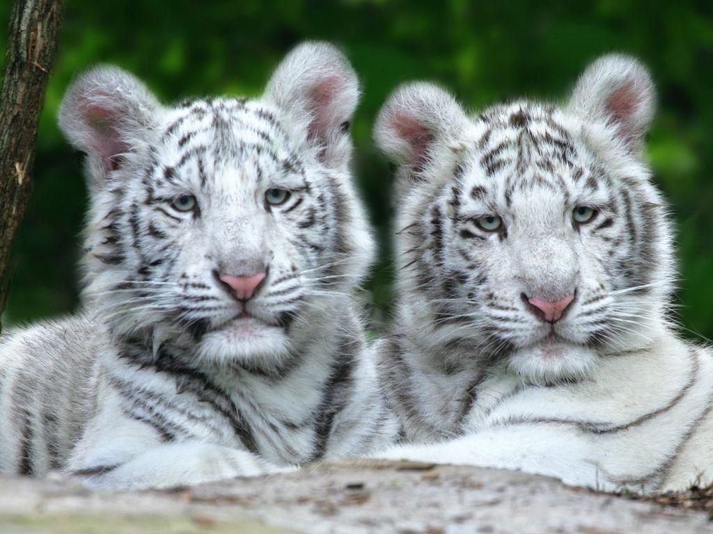 1024x768 White Tiger Cubs wallpaper in 1024x768 resolution