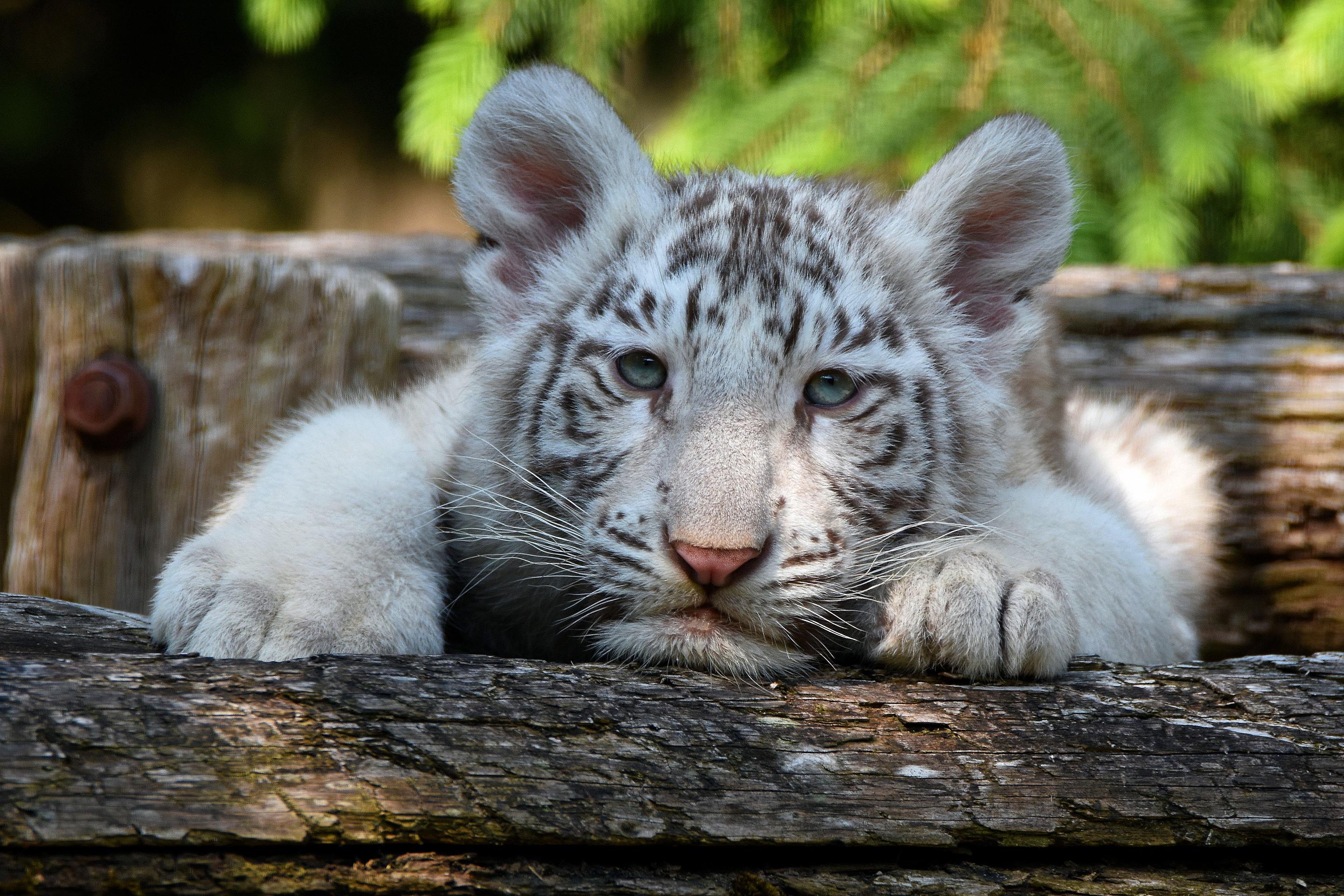 2880x1920 White Tiger HD Wallpaper