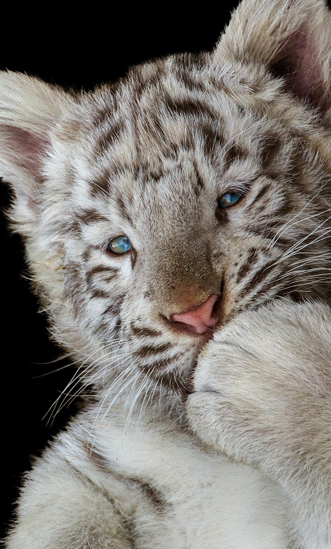 1280x2120 Cute White Tiger Cub iPhone HD 4k Wallpaper, Image, Background, Photo and Picture
