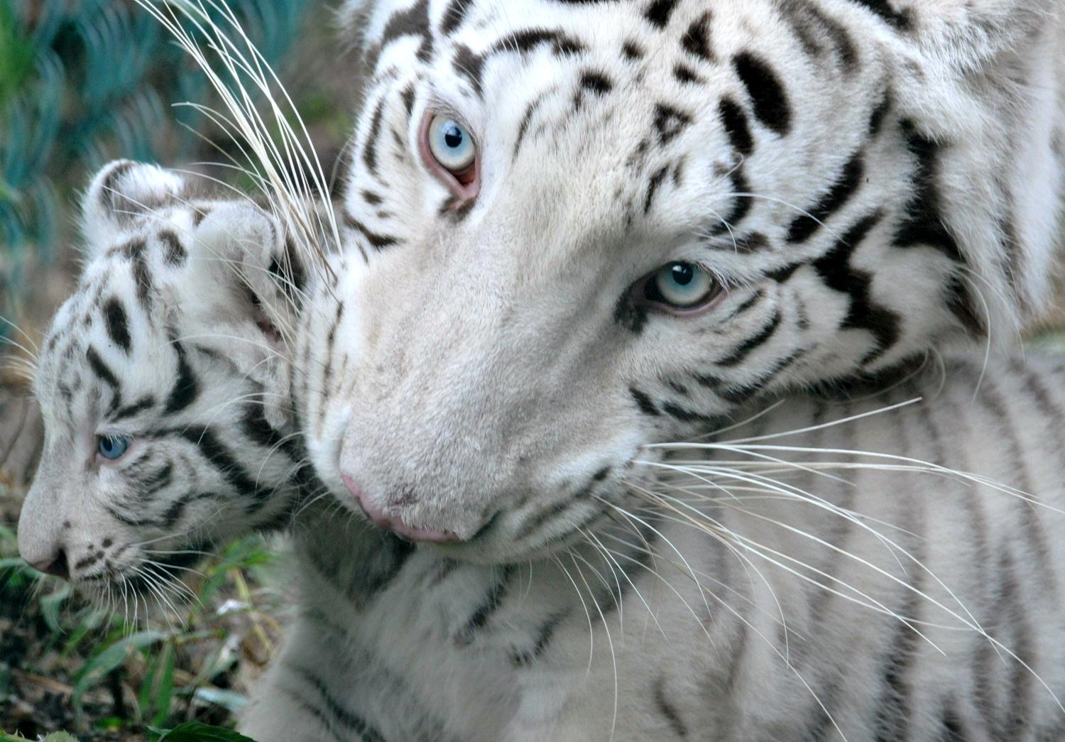 1500x1045 white tigers Tiger Photo