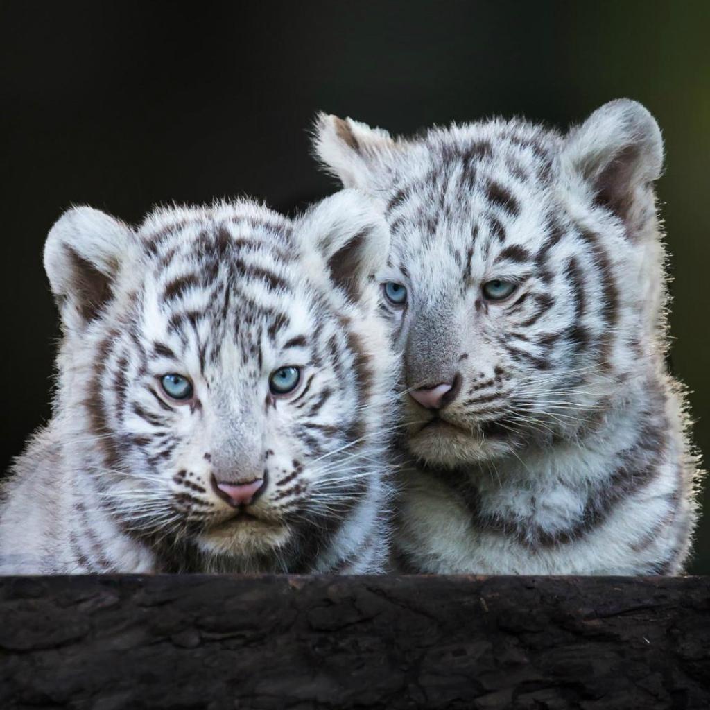 1024x1024 Blue Eyed White Tiger Cubs Desktop Wallpaper 1024x1024