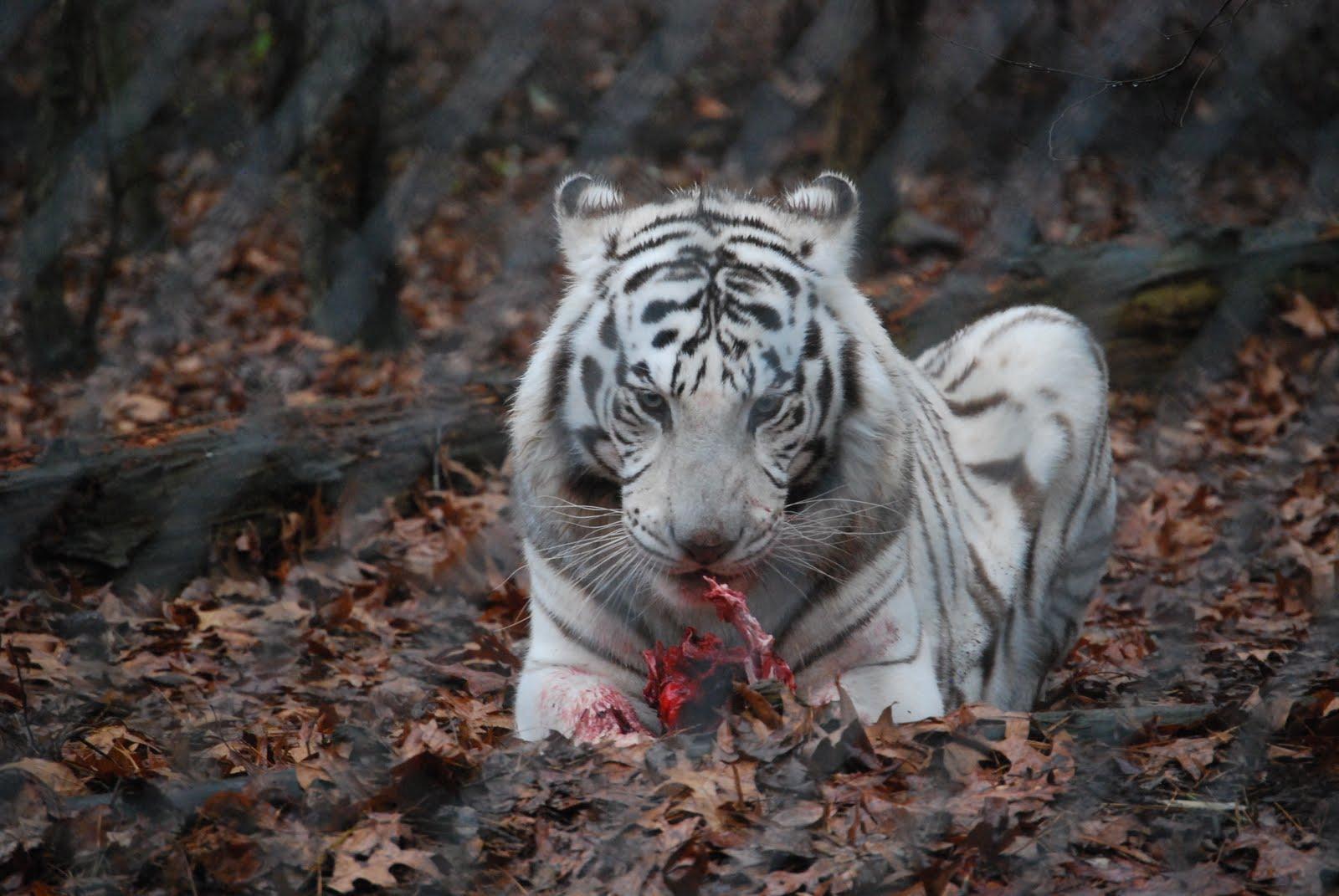 1600x1071 Free download TIGER WALLPAPERS White Tiger Cub Wallpaper [1600x1071] for your Desktop, Mobile & Tablet. Explore White Tiger Cub Wallpaper. White Tiger Wallpaper, Cubs Baseball Wallpaper, Beautiful White Tiger Wallpaper