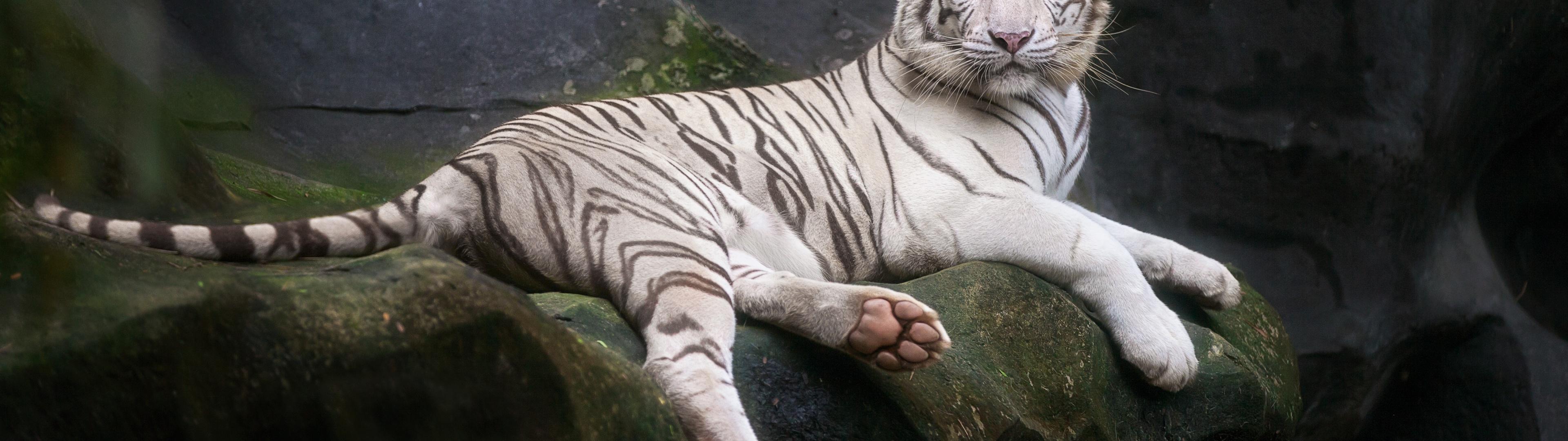 3840x1080 White Bengal Tiger Wallpaper 4K, Zoo, Cave, White tiger, Wild, 5K, Animals