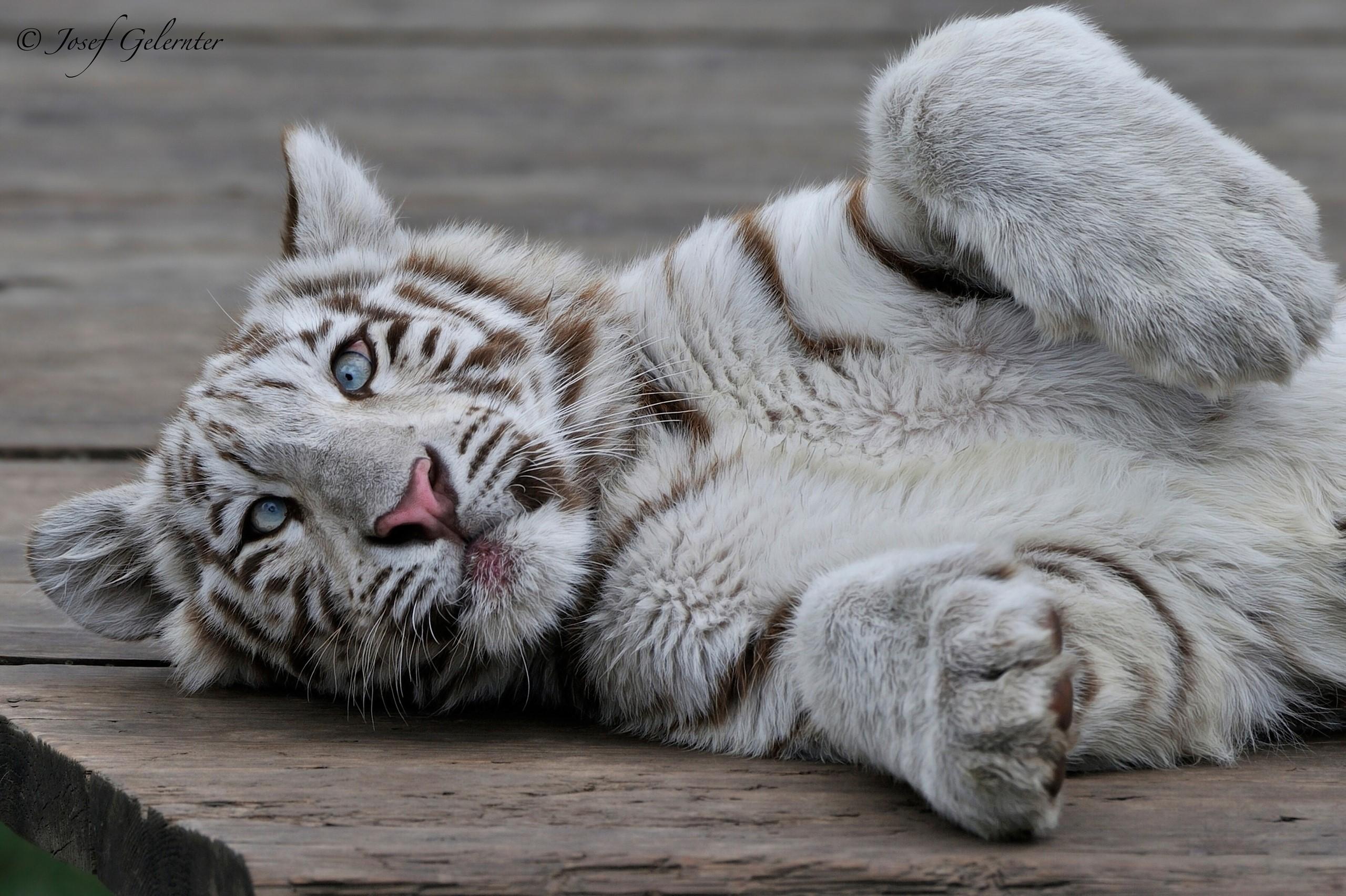 2560x1704 Big cats, Cubs, Tigers, White, Paws Gallery HD Wallpaper