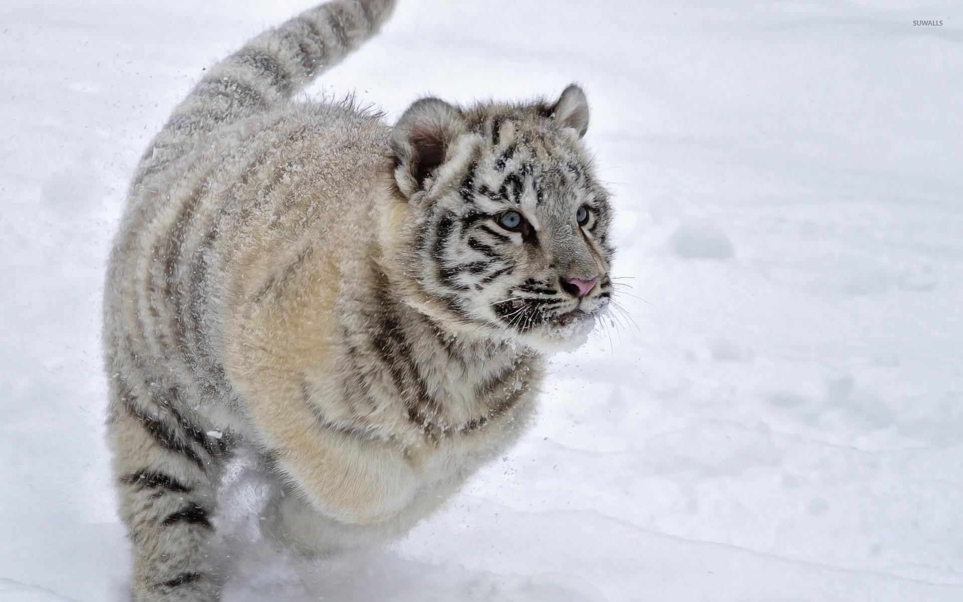 1920x1200 White tiger cub in the snow wallpaper wallpaper