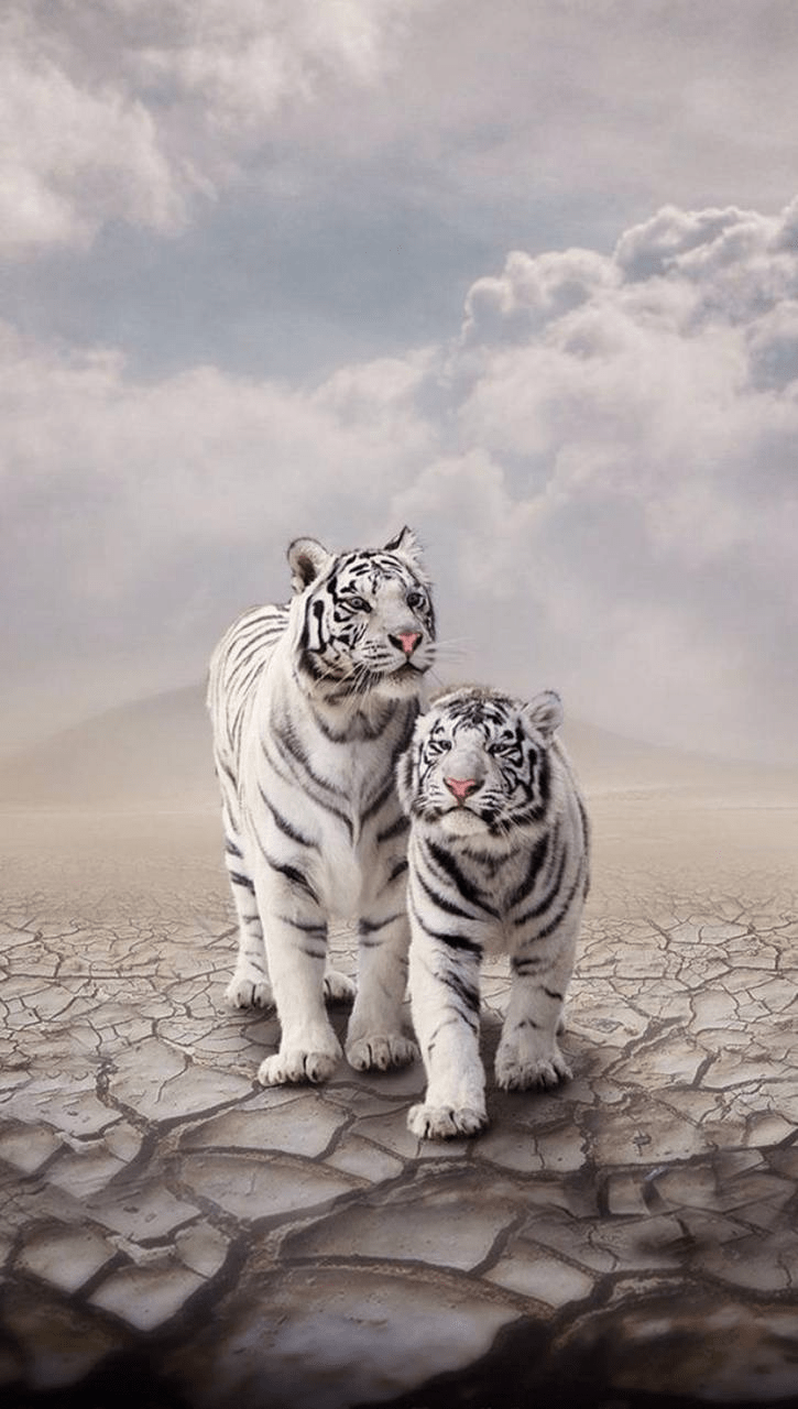 725x1280 White Tiger wallpaper by sunilsagar4u. Абиссинская кошка, Животные, Белые тигры