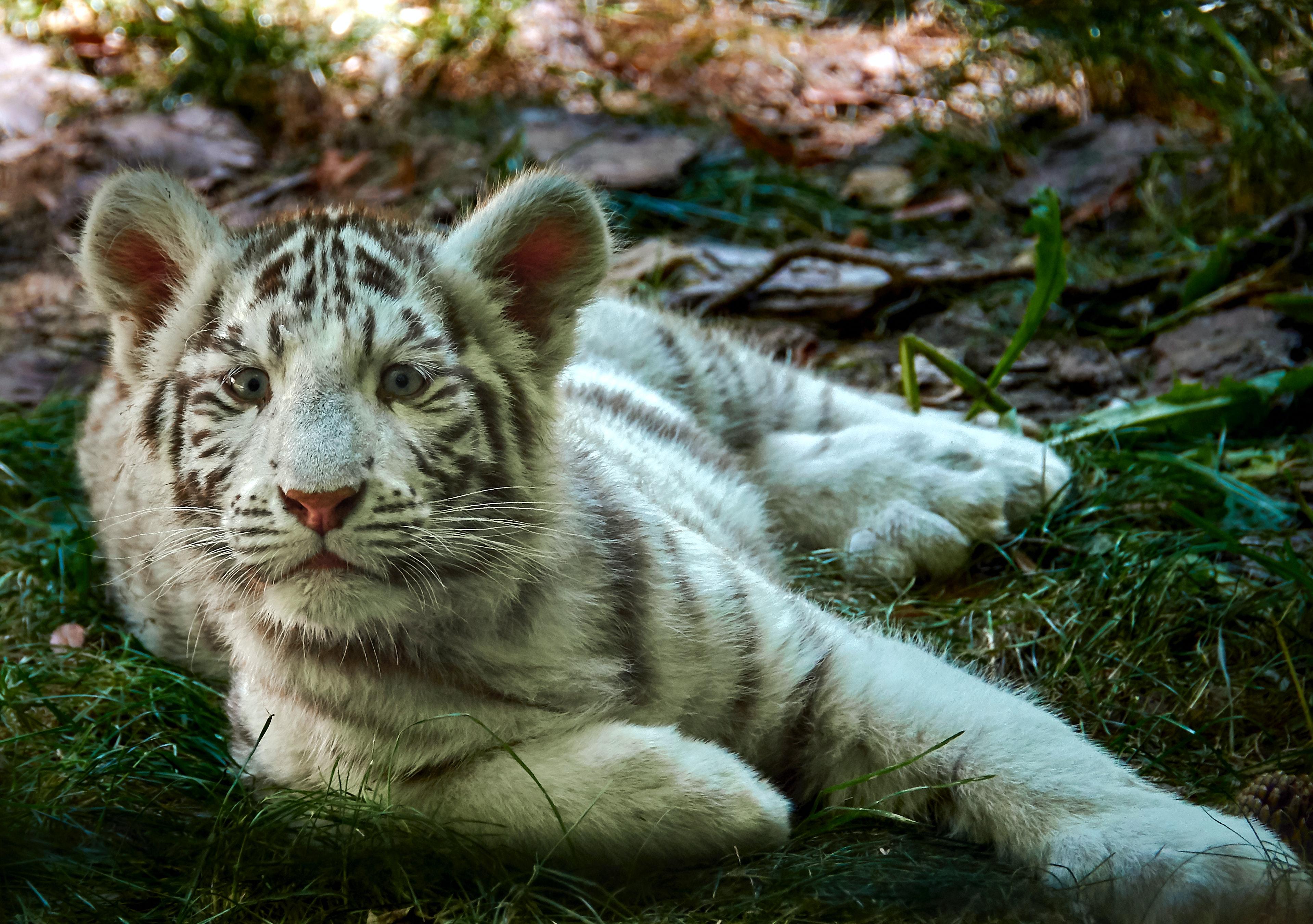 3837x2701 Tiger Cub Photo, Download Free Tiger Cub & HD Image