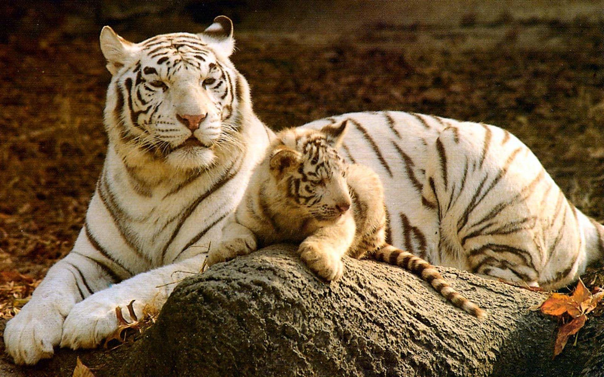 1920x1200 White Tiger And Cub HD Wallpaper
