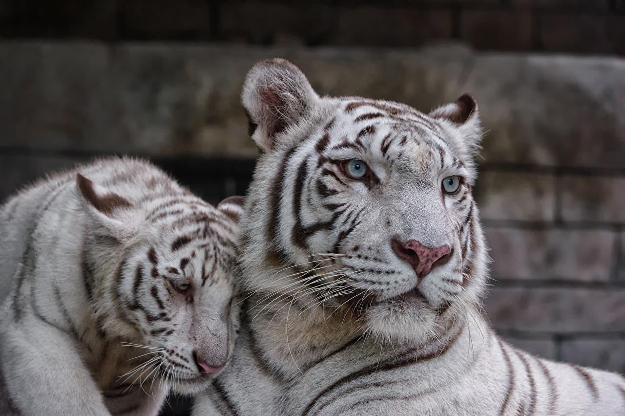 1280x851 Wallpaper Tigers Big cats Cubs Two White Animals