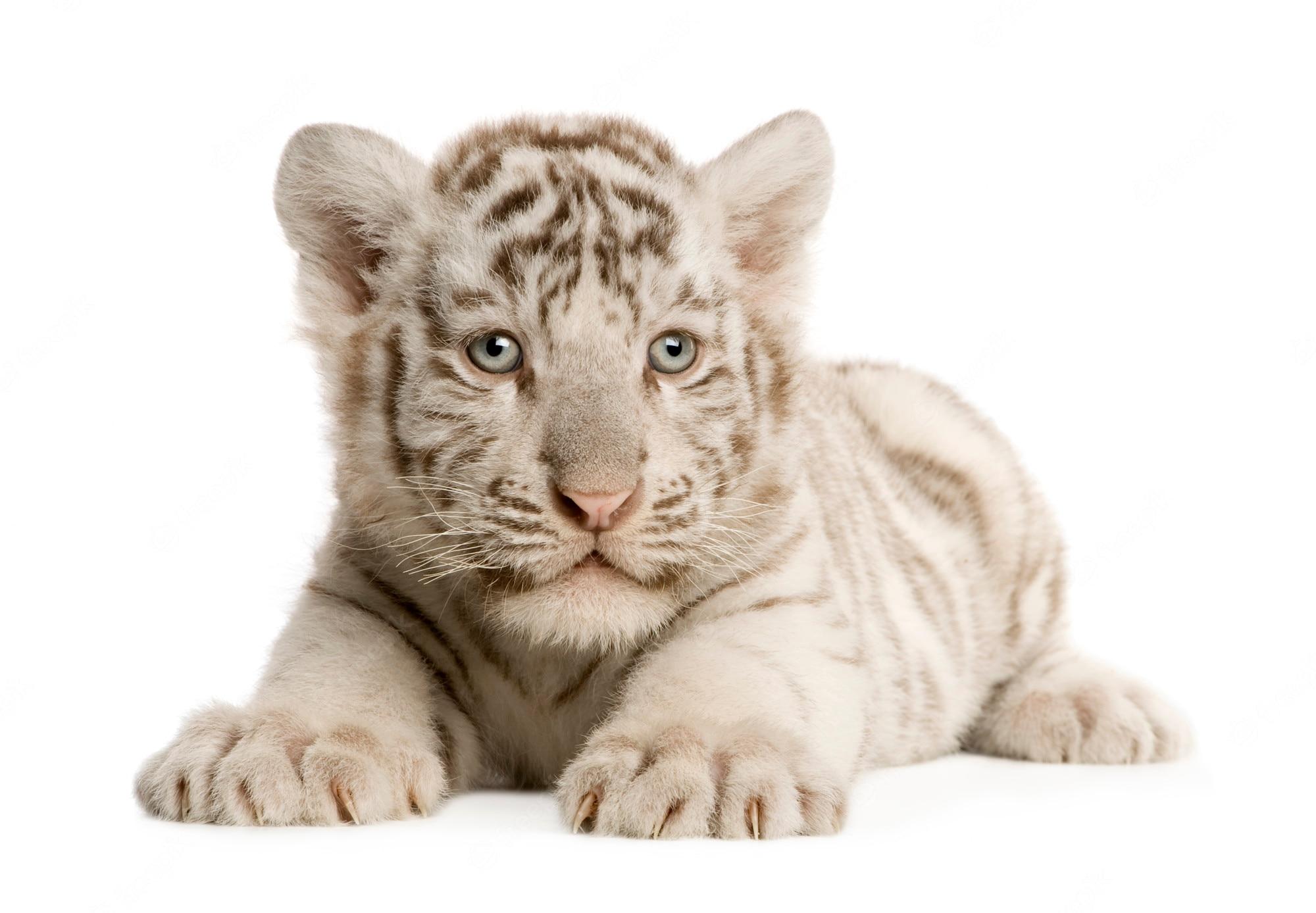2000x1388 Premium Photo. White tiger cub (2 months) isolated