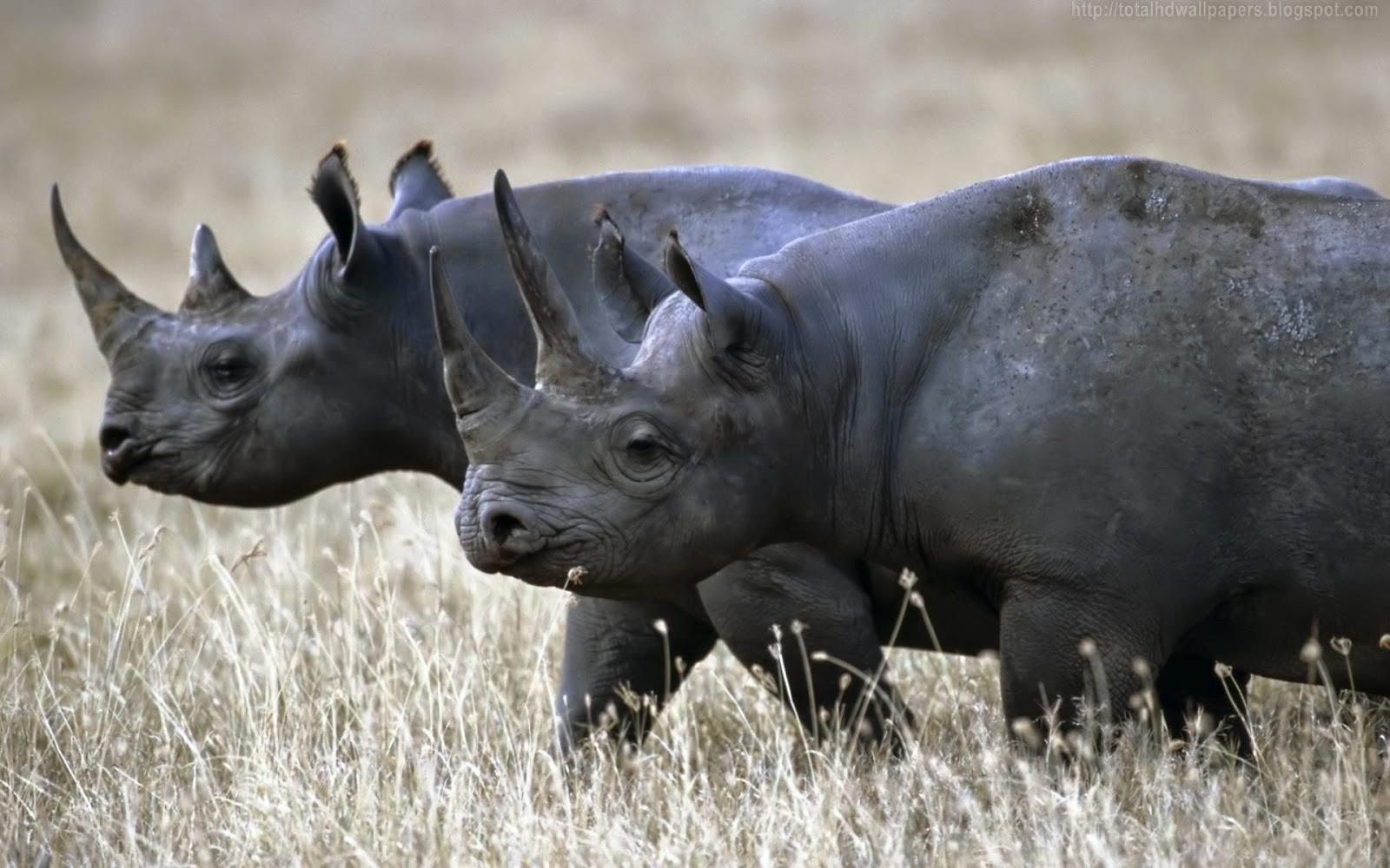 1600x1000 Black Rhinoceros Wallpaper