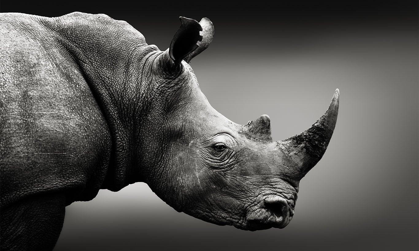 1366x820 Rhinoceros Black and White Wallpaper Mural
