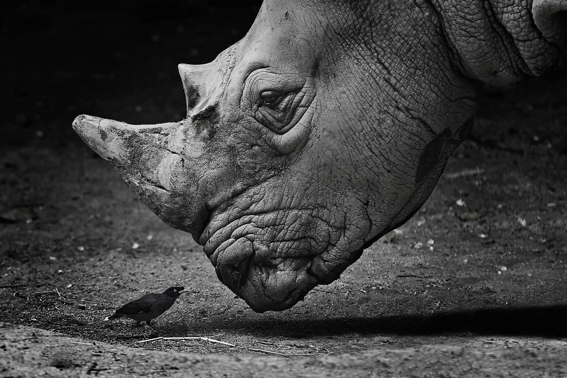 1920x1280 Rhino HD Wallpaper and Background