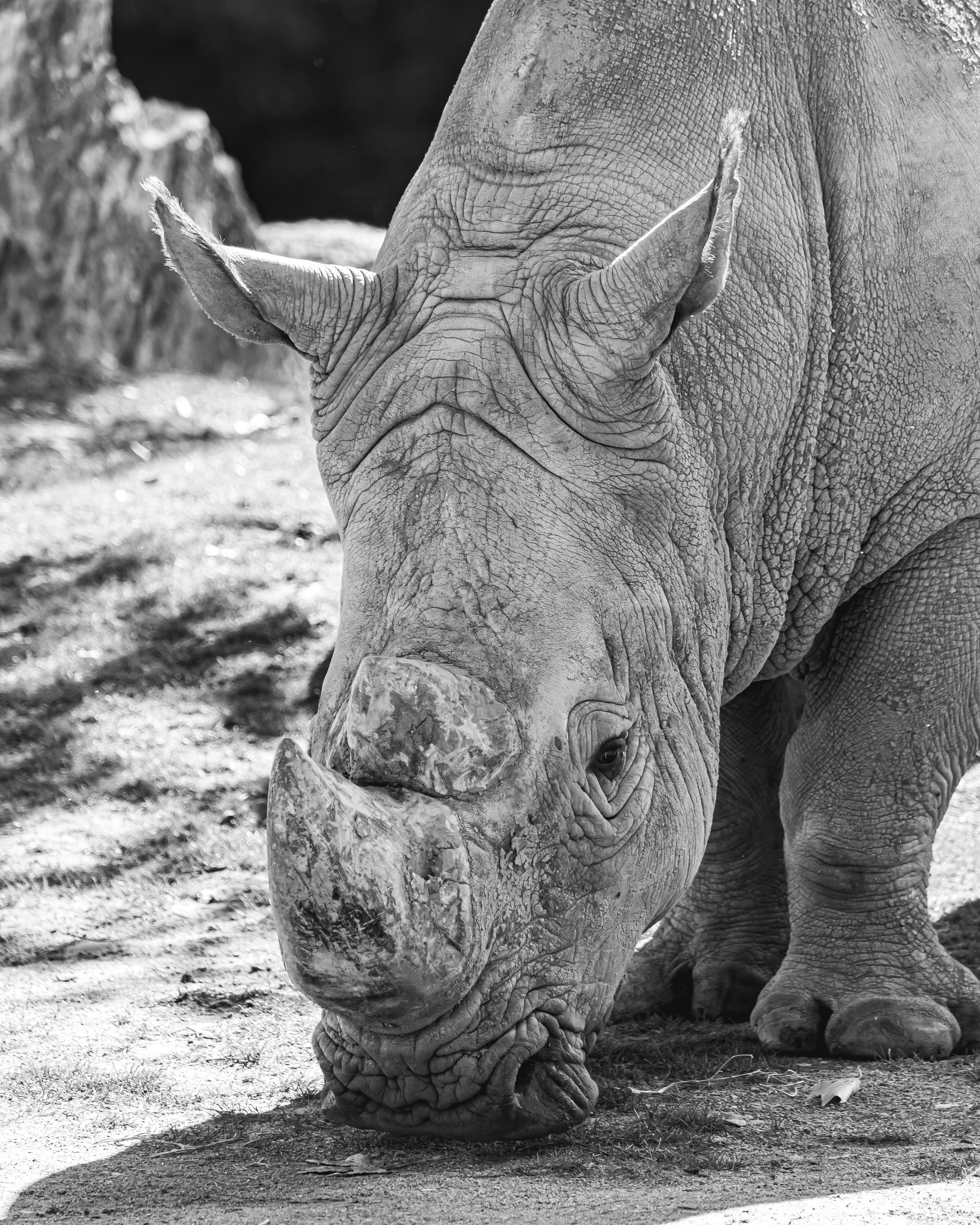 3861x4826 Black Rhinoceros Photo, Download Free Black Rhinoceros & HD Image