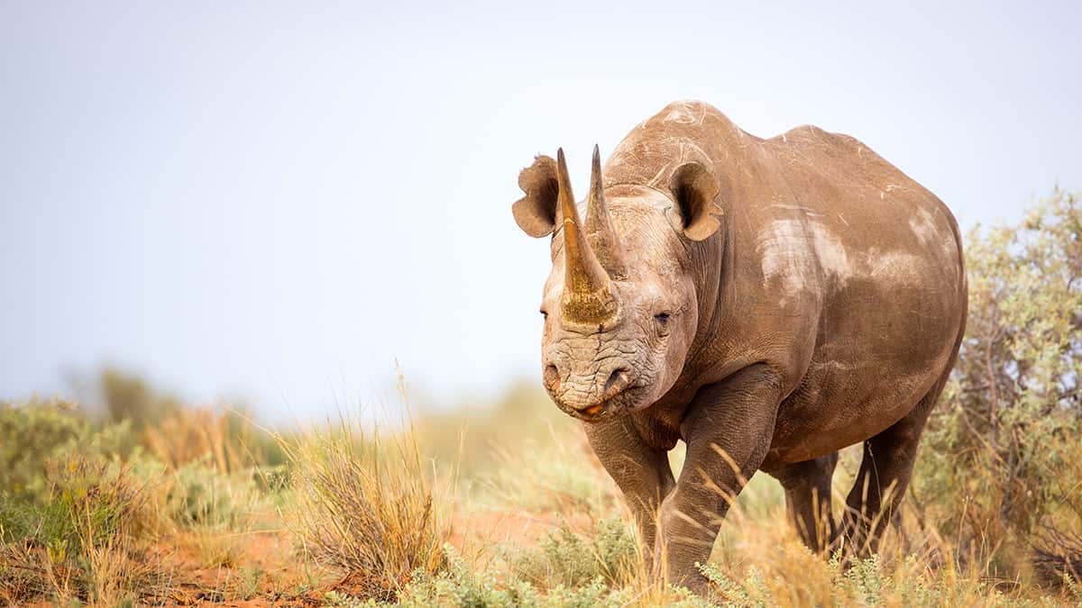 1200x675 cute black rhino