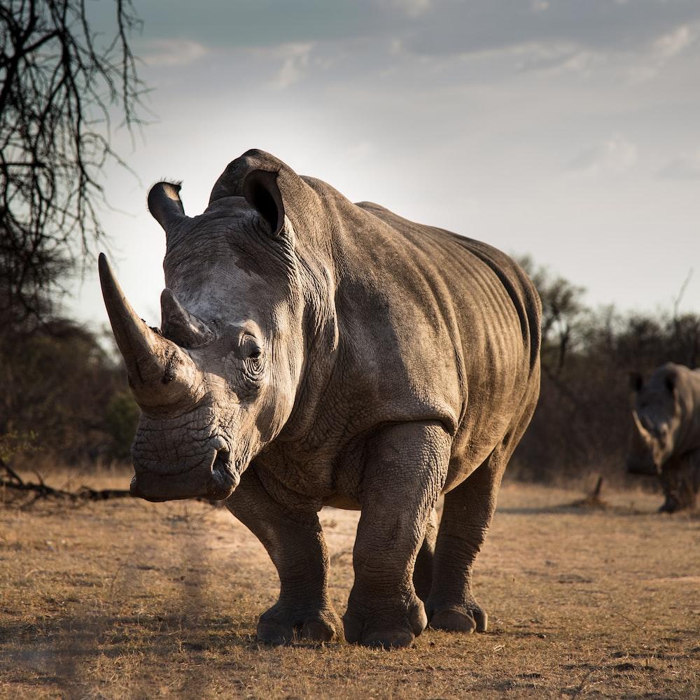 1000x1000 White Rhino Picture. Download Free Image